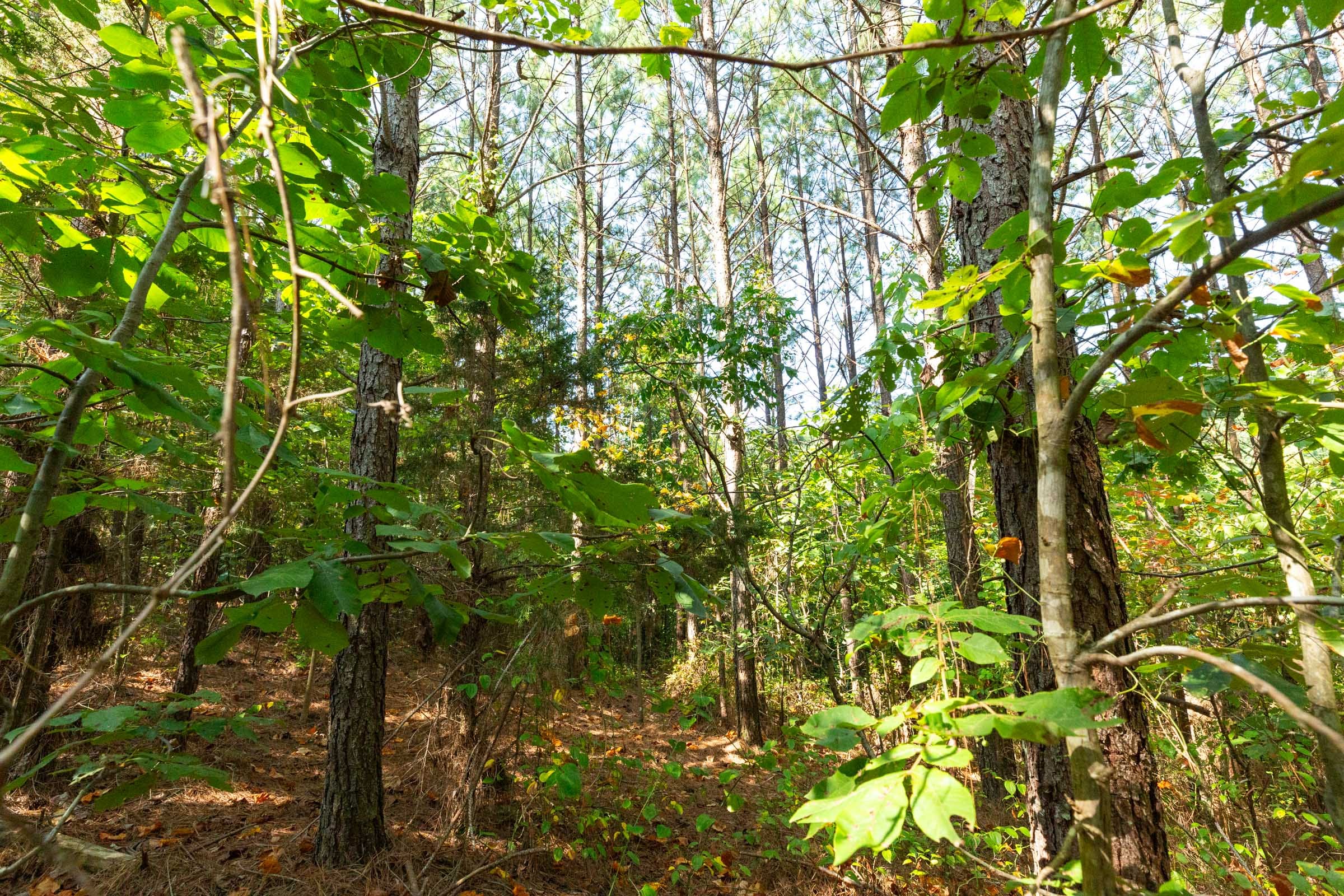 Harvest Ridge Tract 15 photo 14