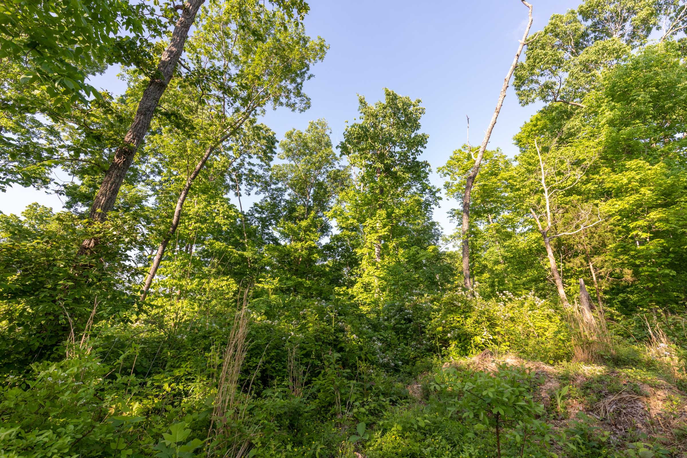 Cedar Creek Tract 56 photo 2