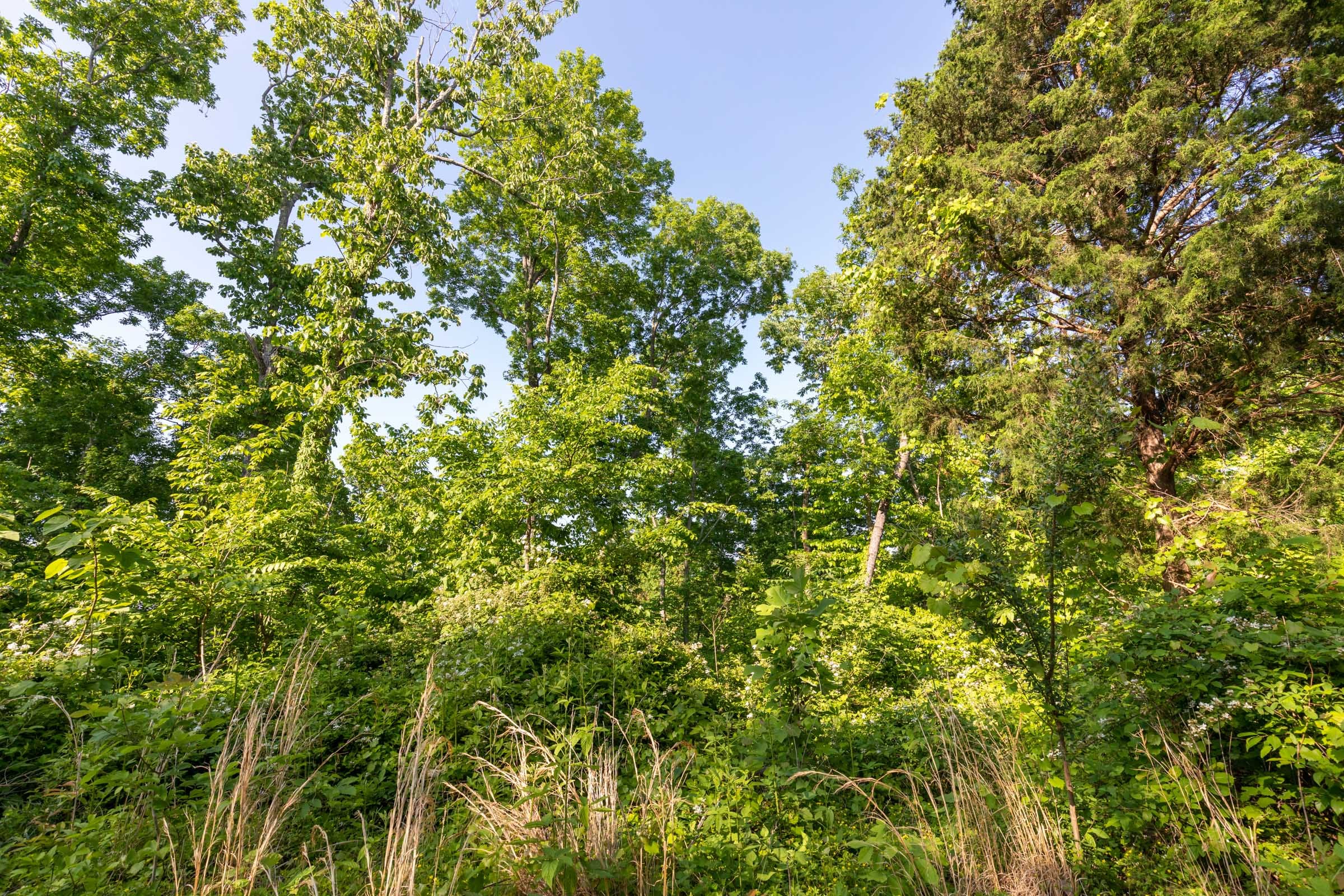 Cedar Creek Tract 56 photo 4