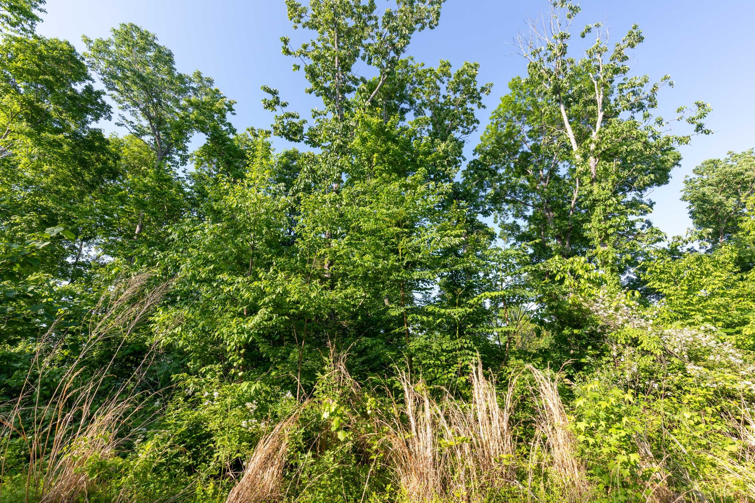 Cedar Creek Tract 56 photo 6