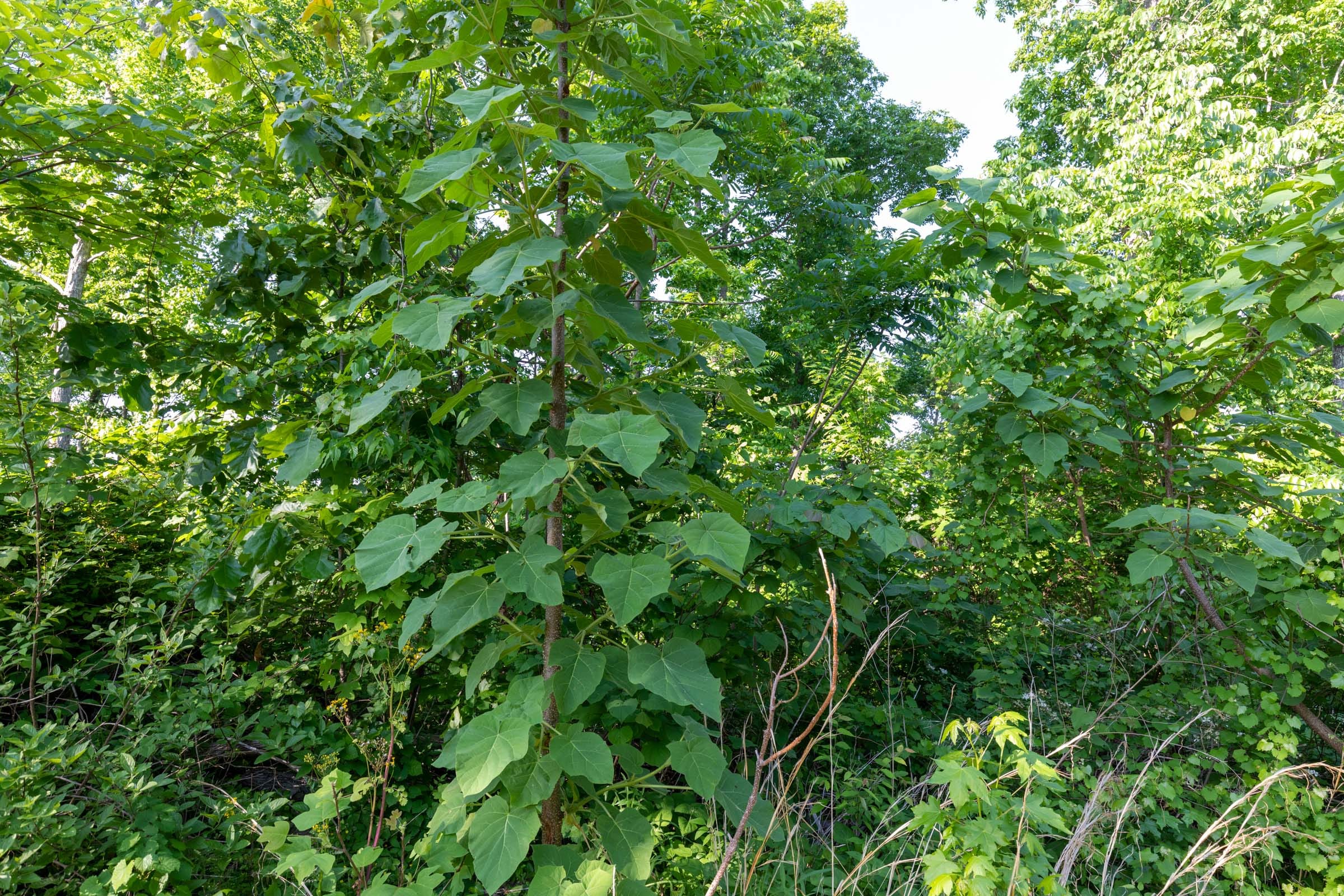 Cedar Creek Tract 56 photo 3