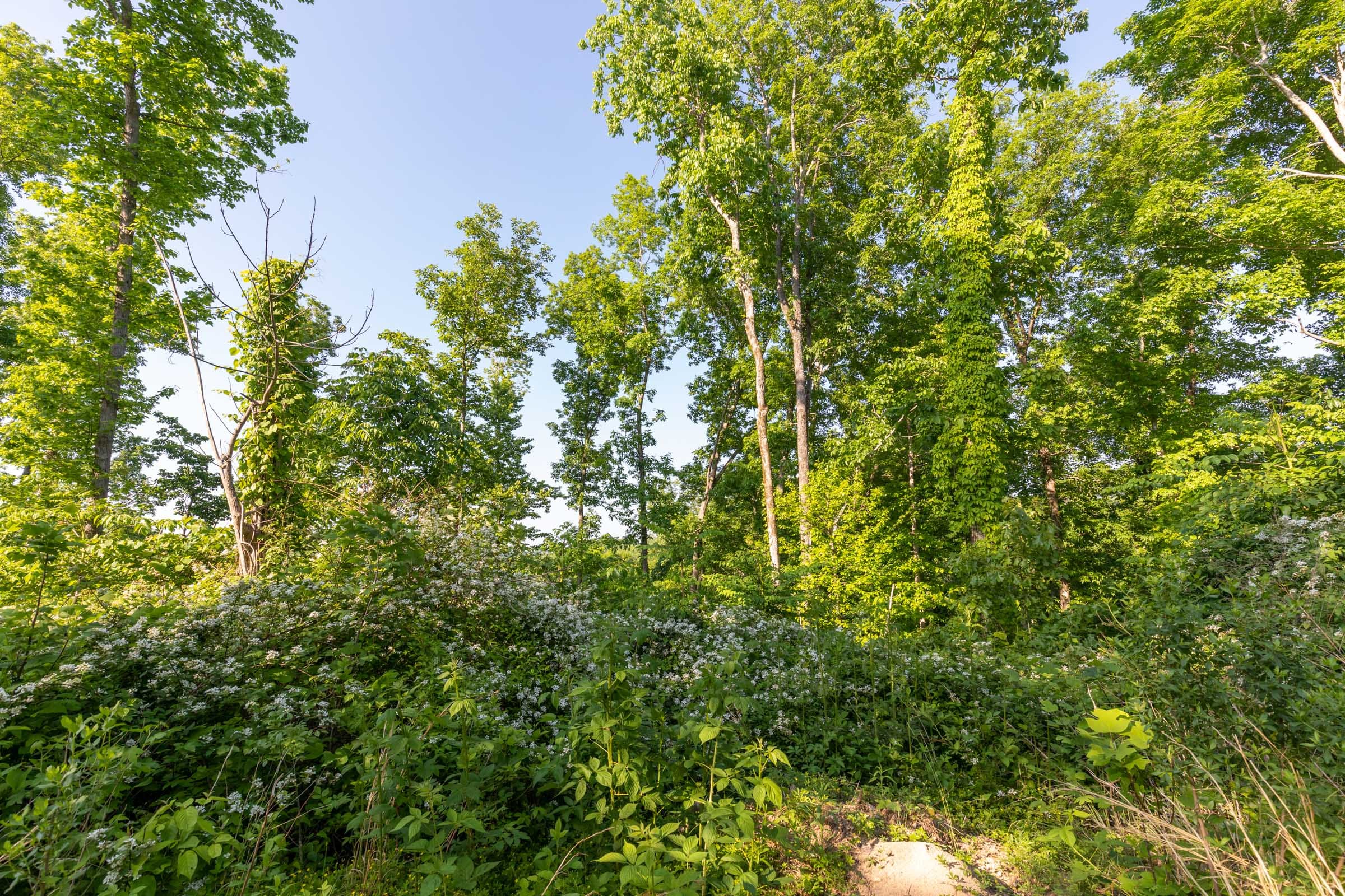 Cedar Creek Tract 56 photo 5