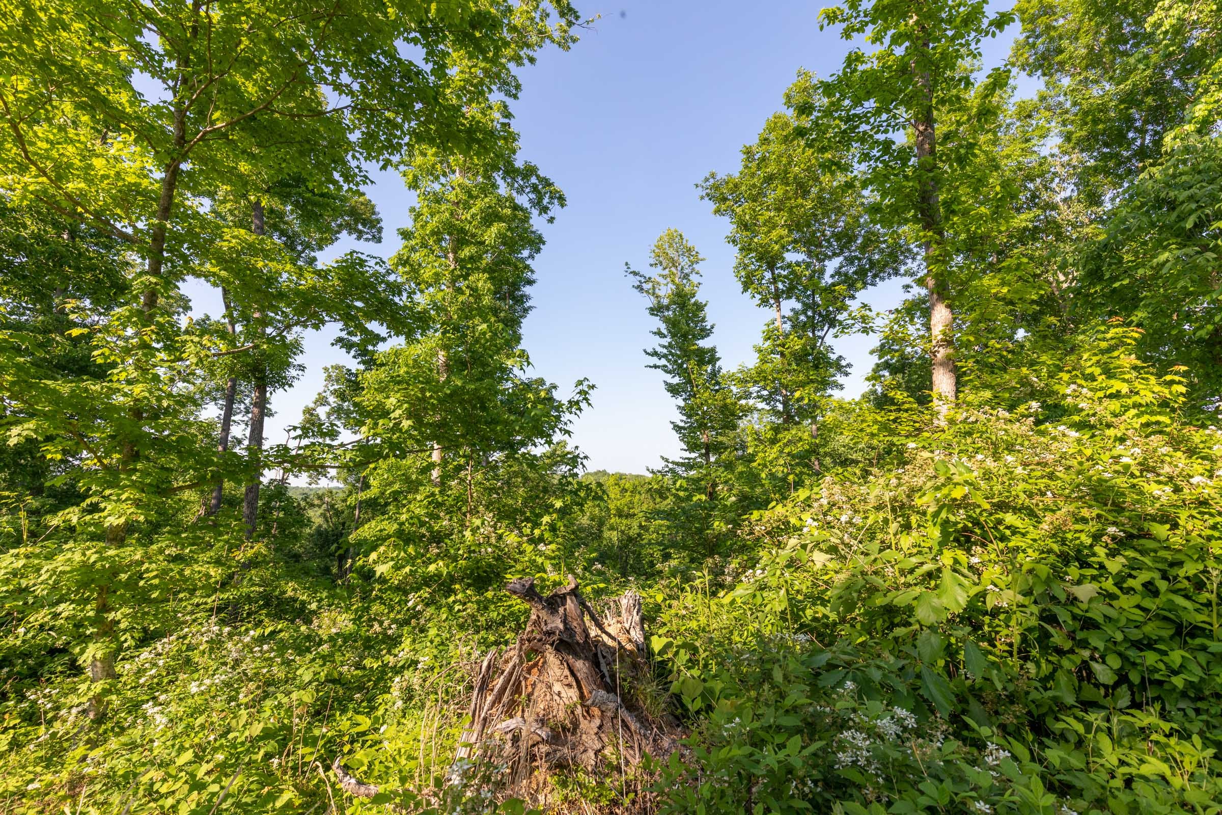 Cedar Creek Tract 56 photo 7