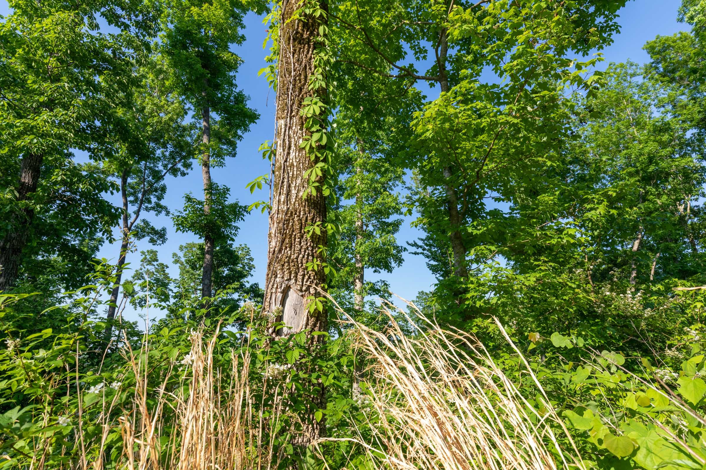 Cedar Creek Tract 56 photo 8