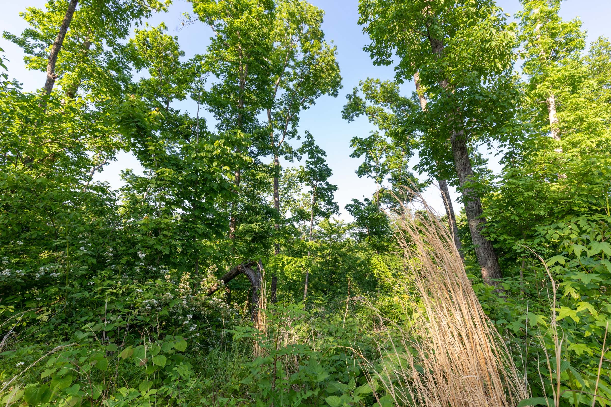 Cedar Creek Tract 56 photo 9
