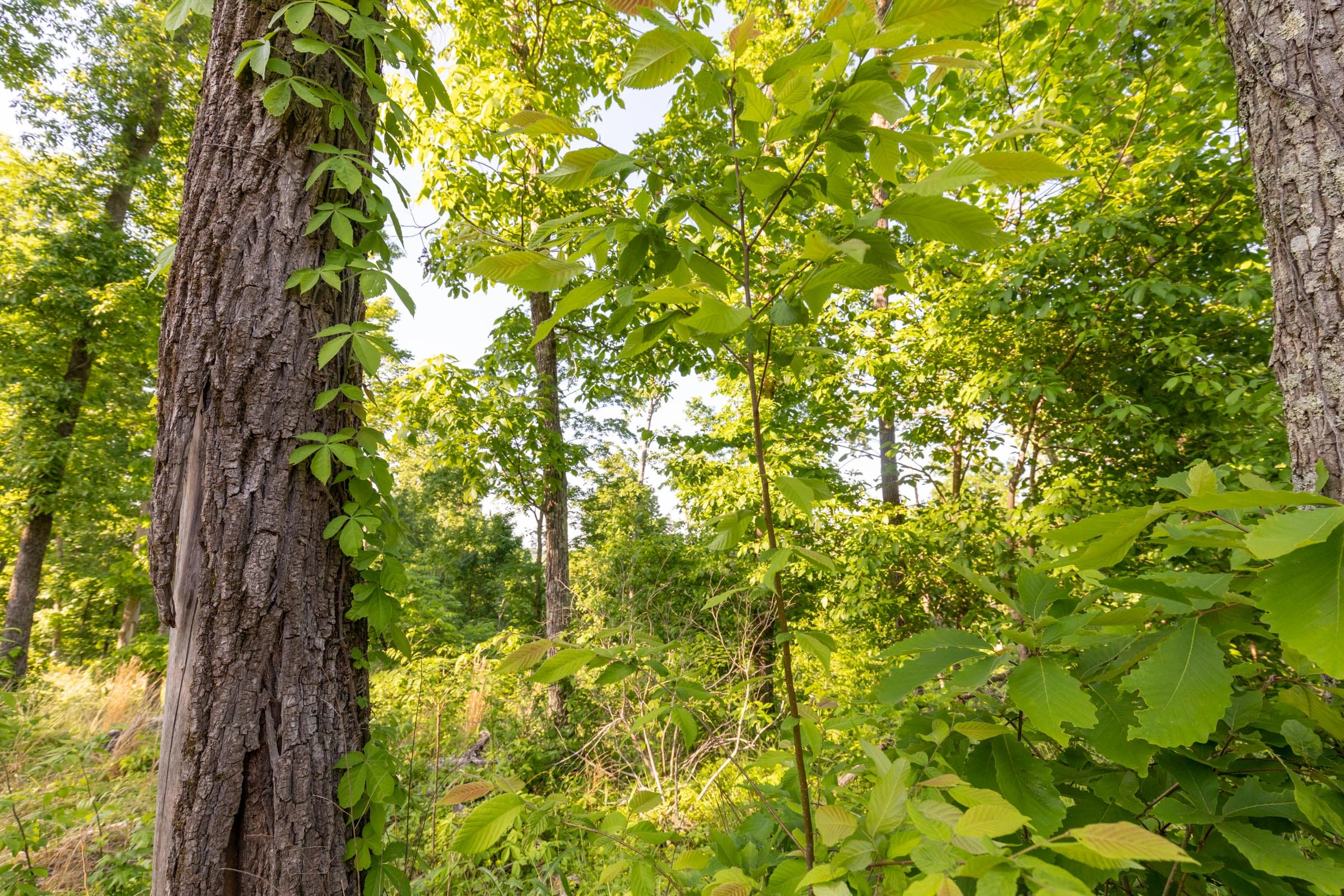 Cedar Creek Tract 56 photo 11