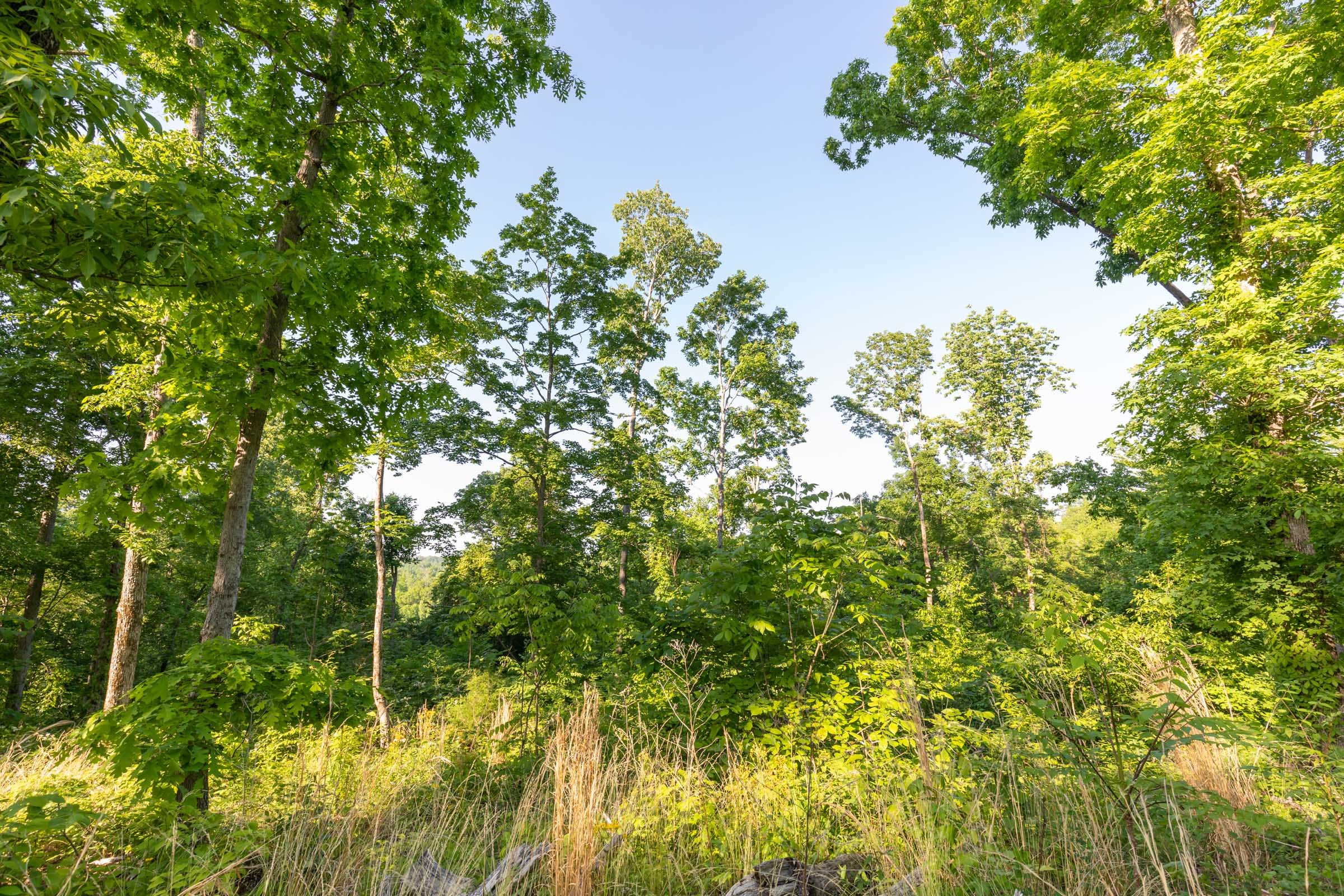 Cedar Creek Tract 56 photo 12
