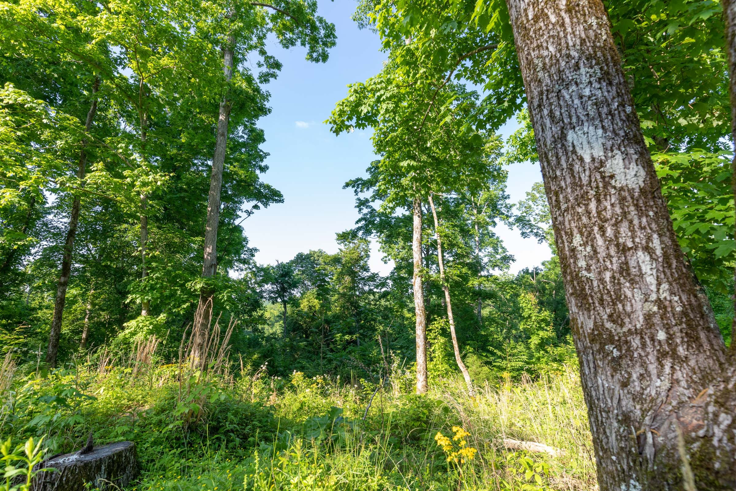 Cedar Creek Tract 56 photo 13