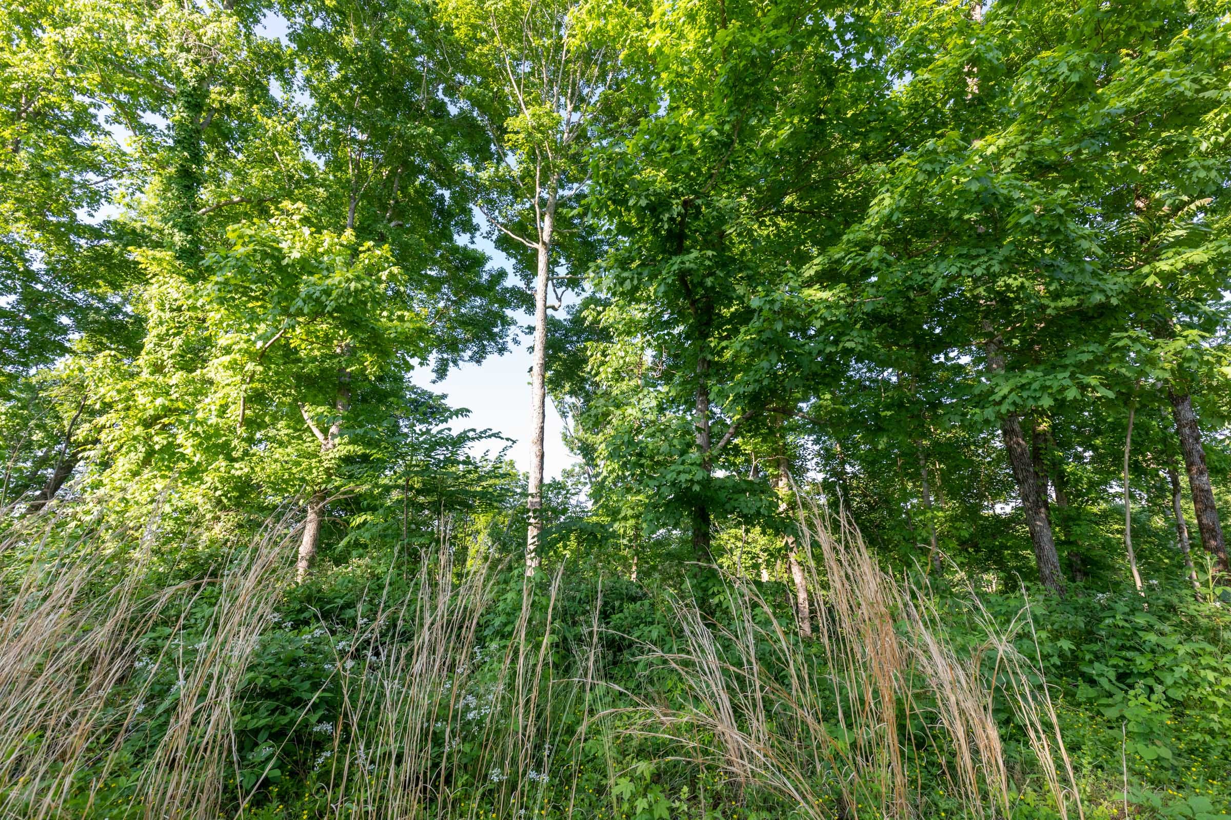 Cedar Creek Tract 56 photo 14