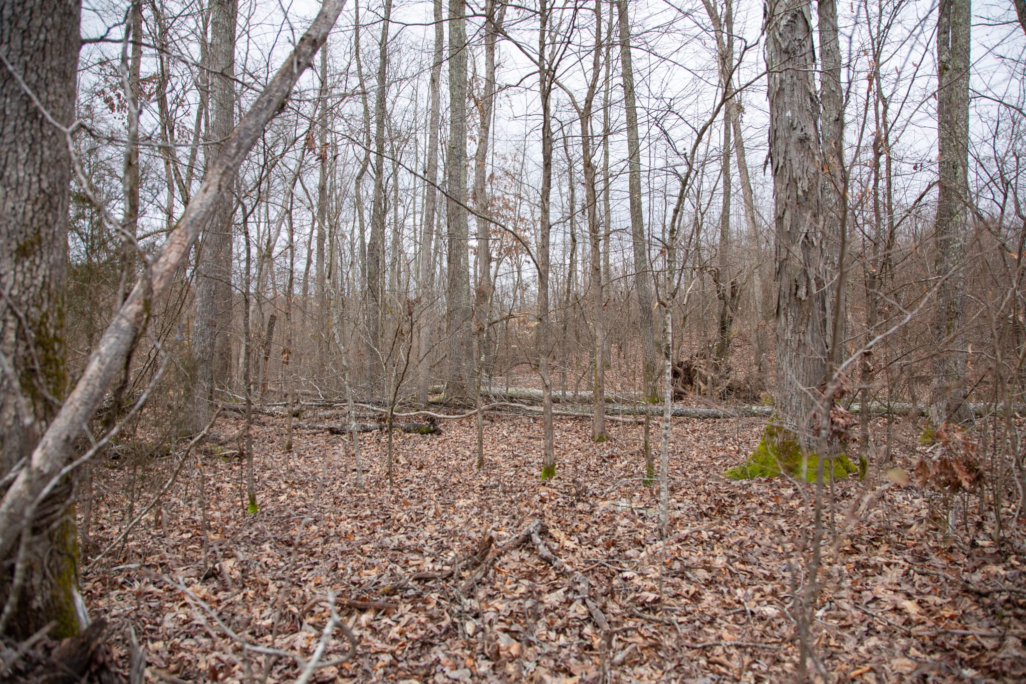 Southwind Ranch Tract 23 photo 6