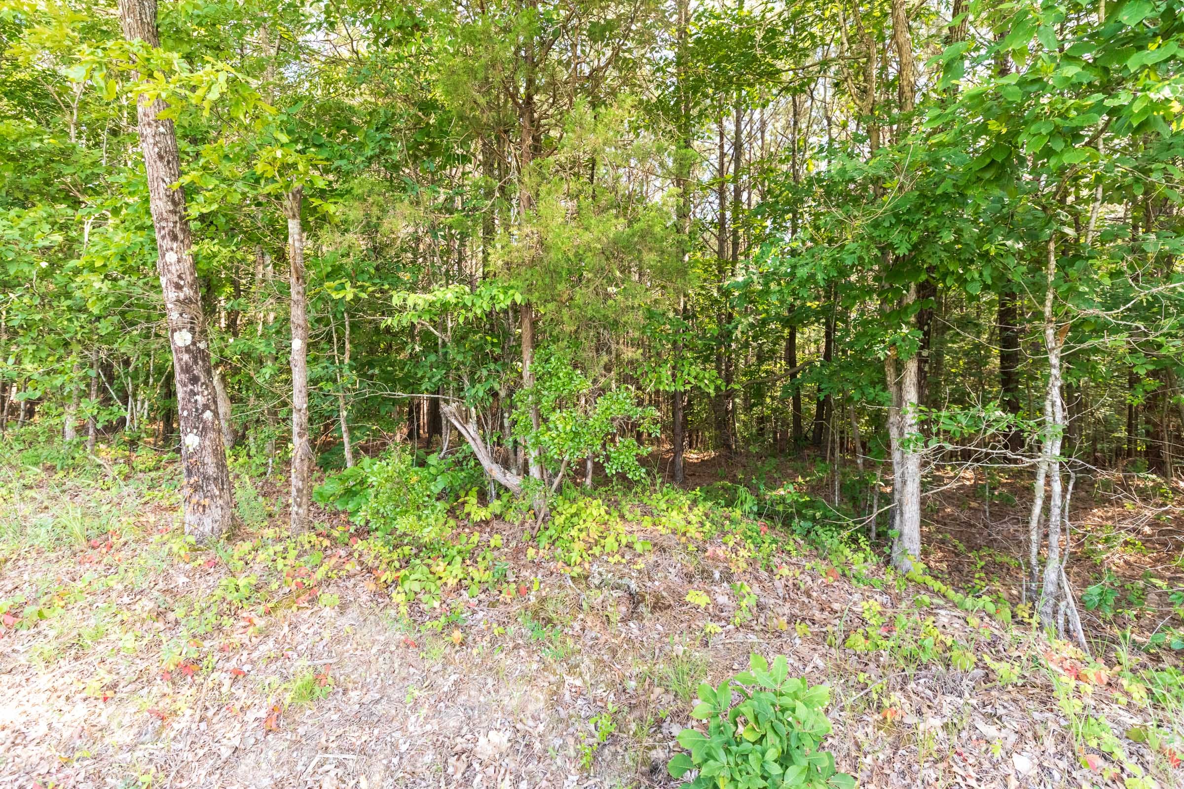 Whiskey Ridge Tract 110 photo 3