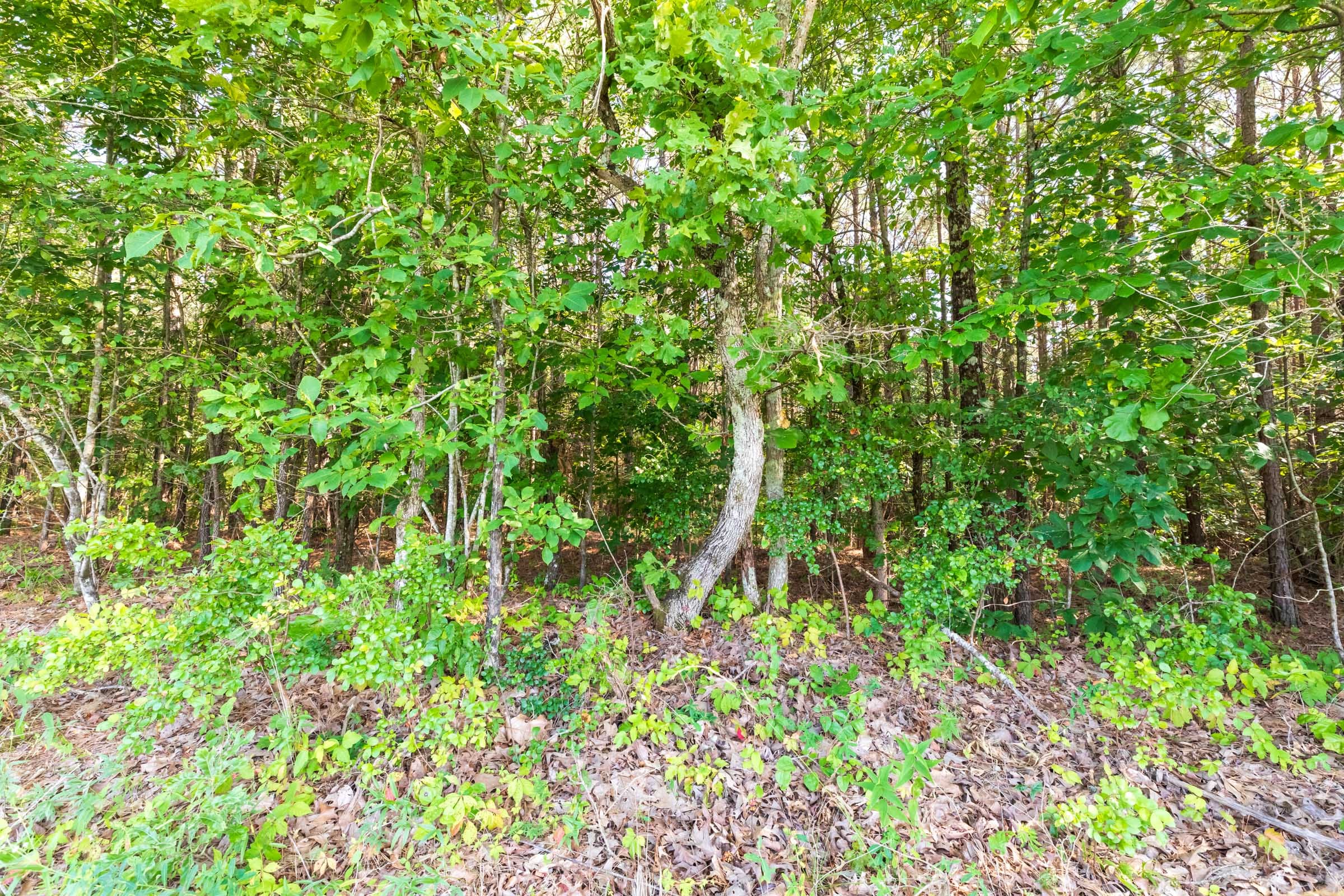 Whiskey Ridge Tract 110 photo 4