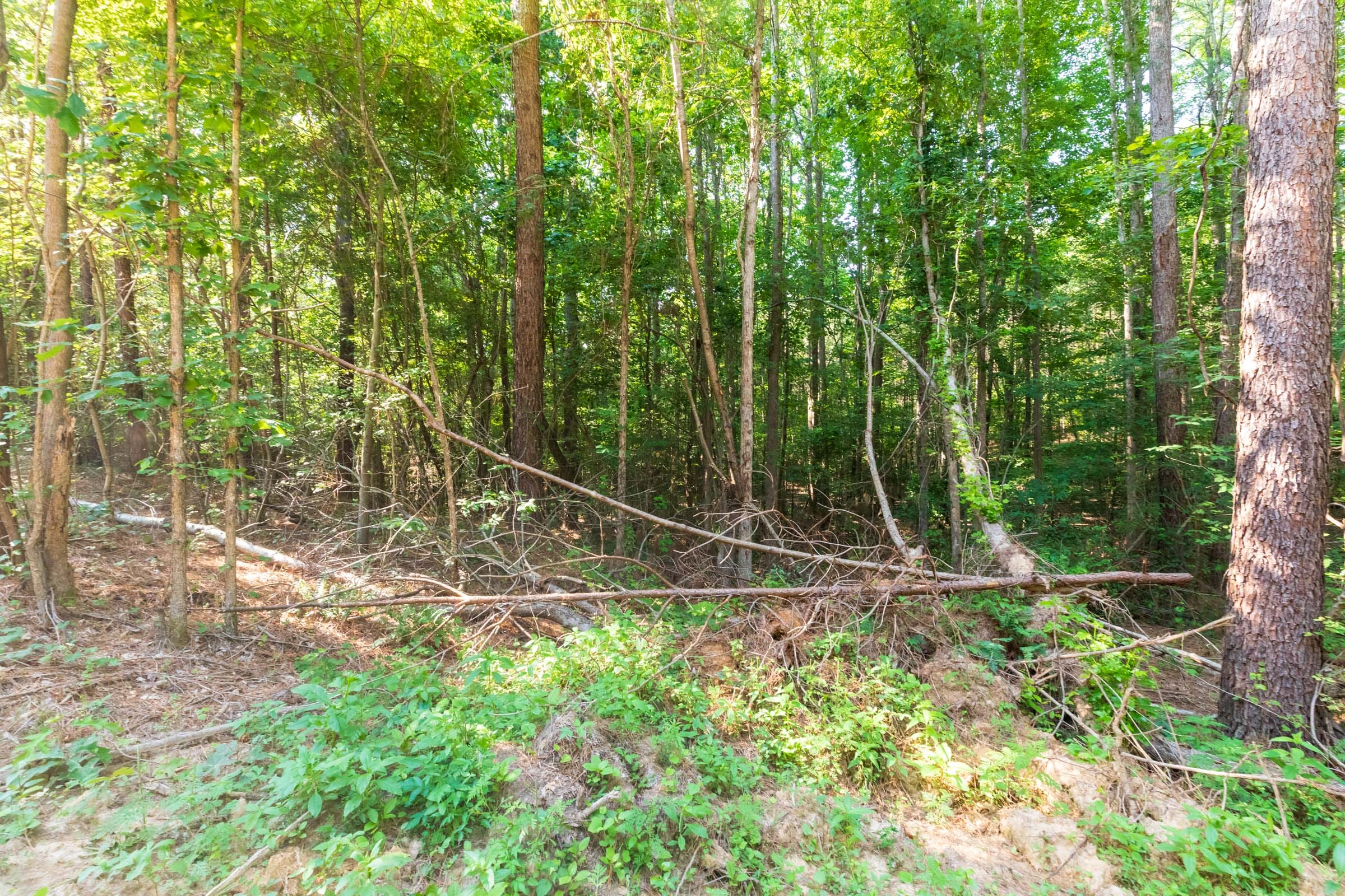 Whiskey Ridge Tract 110 photo 9