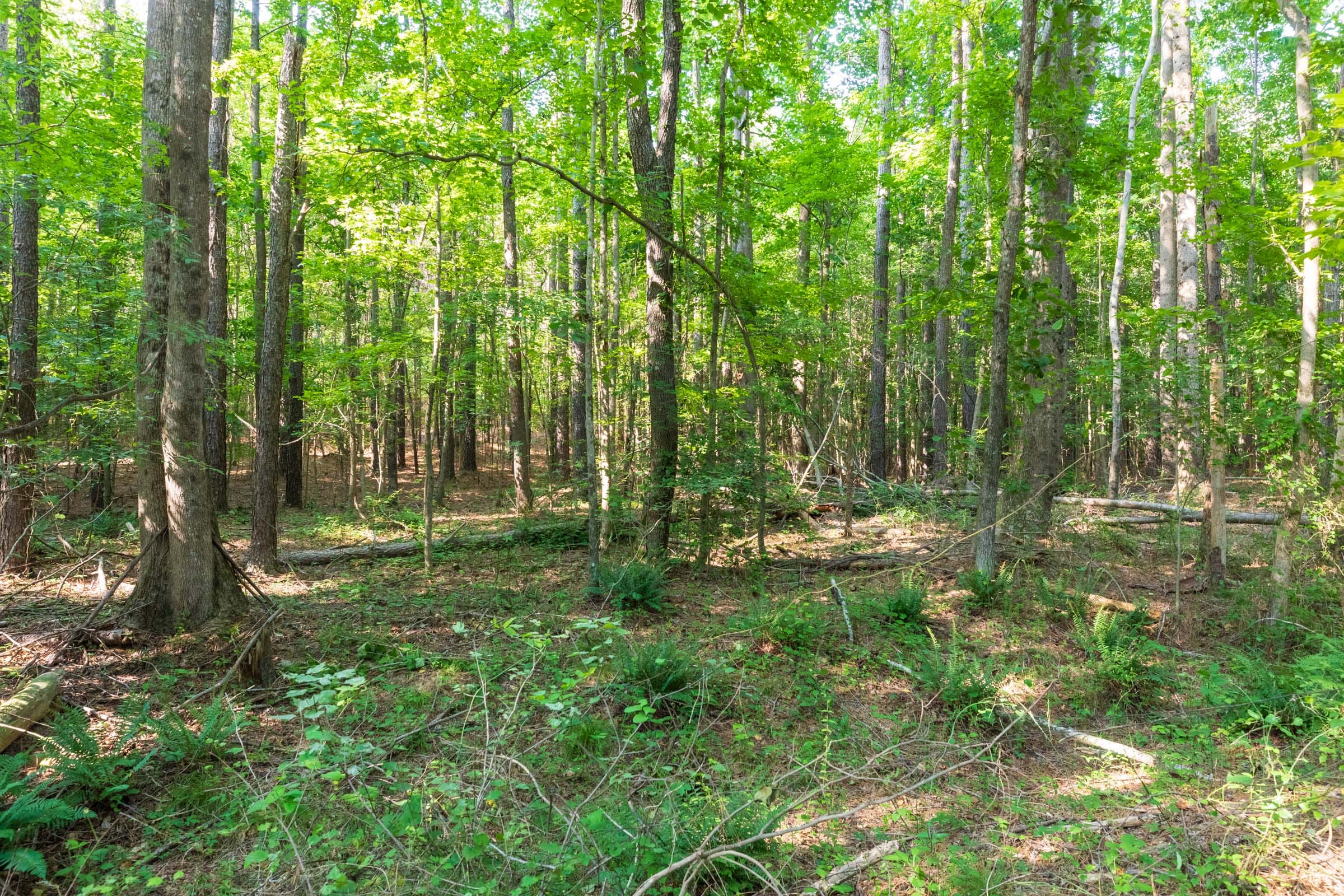 Whiskey Ridge Tract 110 photo 11