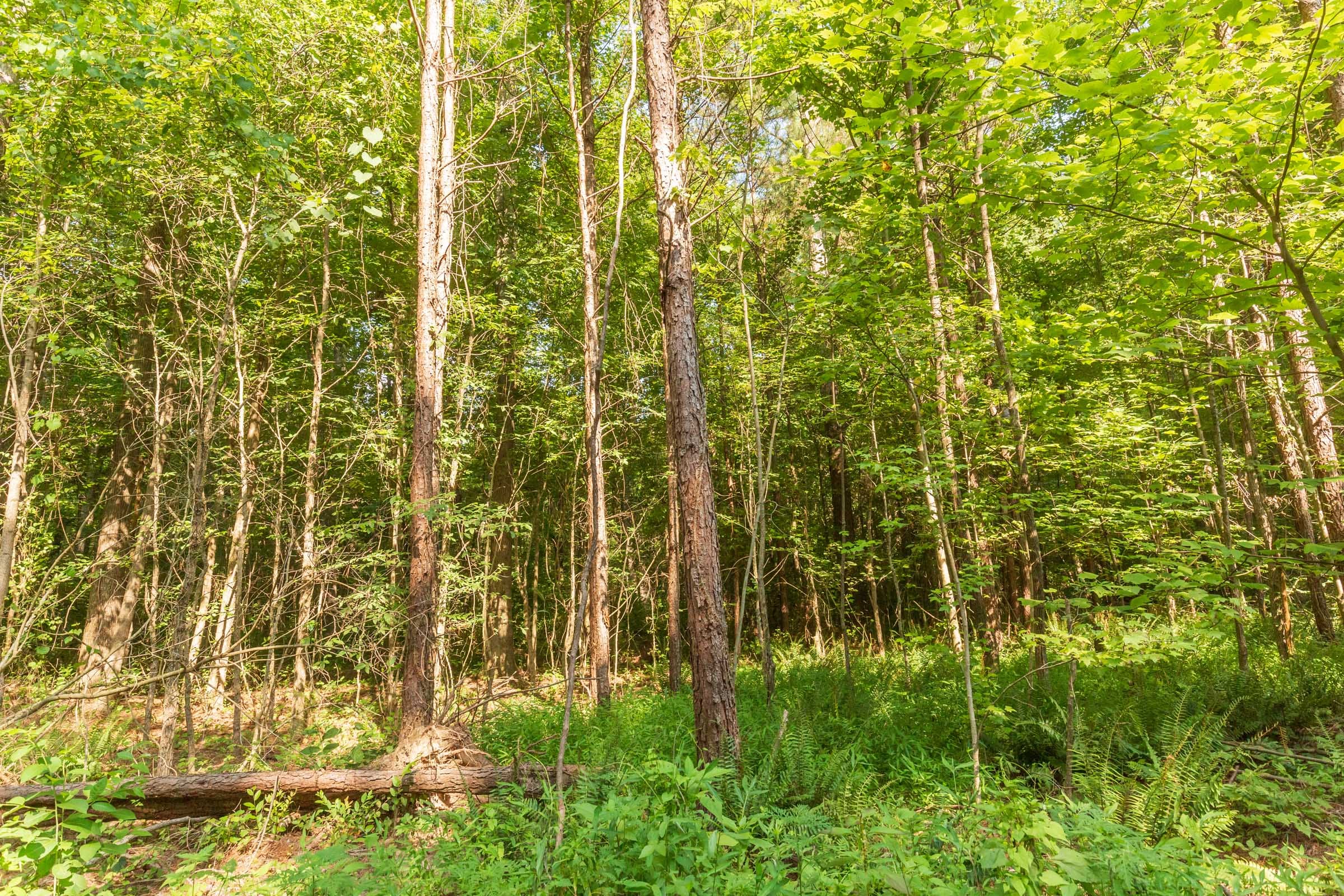 Whiskey Ridge Tract 91 photo 2