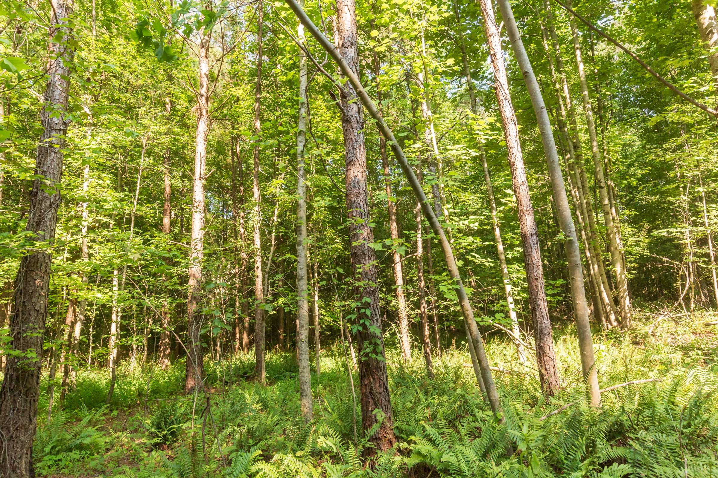 Whiskey Ridge Tract 91 photo 3