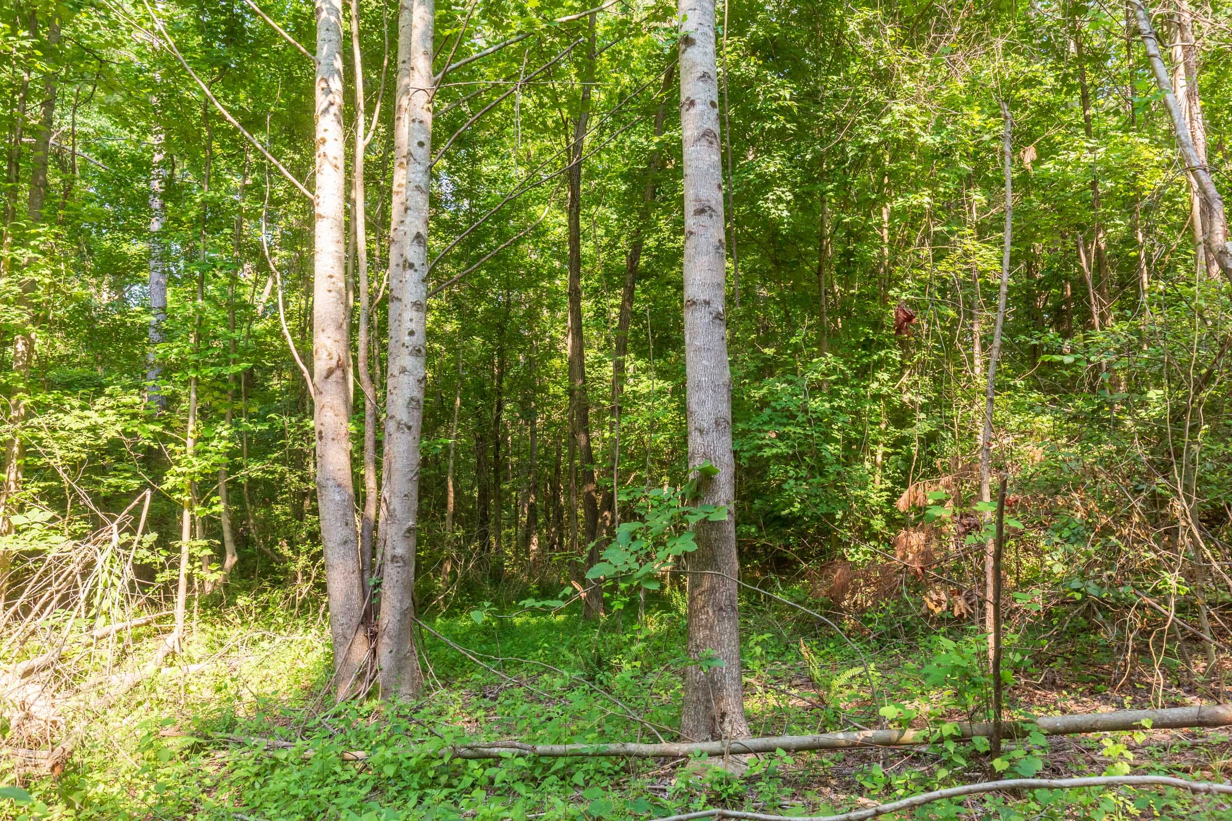 Whiskey Ridge Tract 91 photo 4