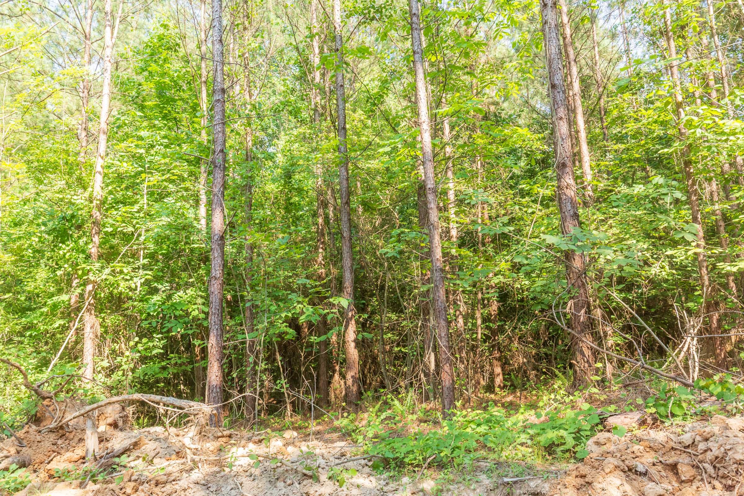 Whiskey Ridge Tract 91 photo 5