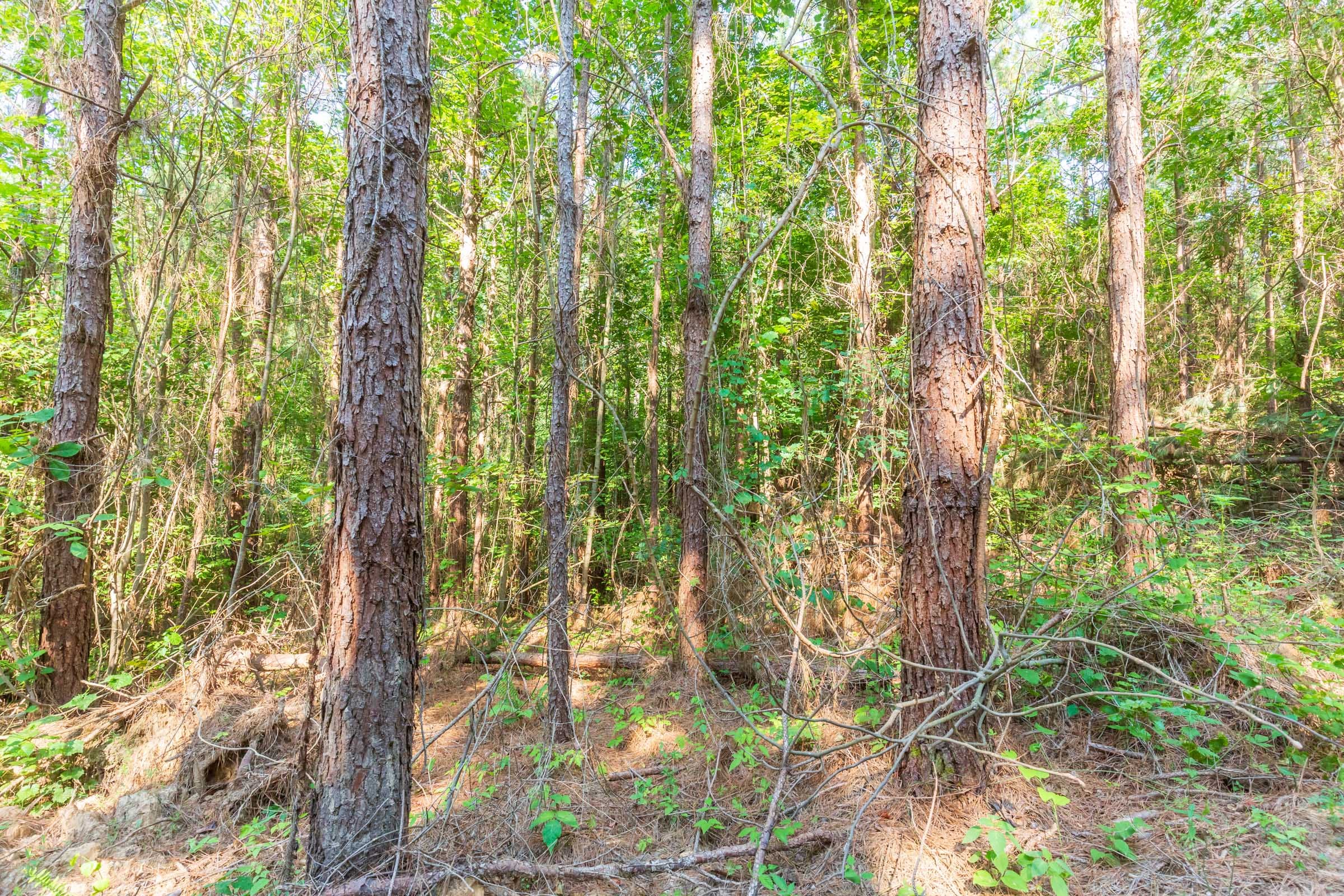 Whiskey Ridge Tract 91 photo 7