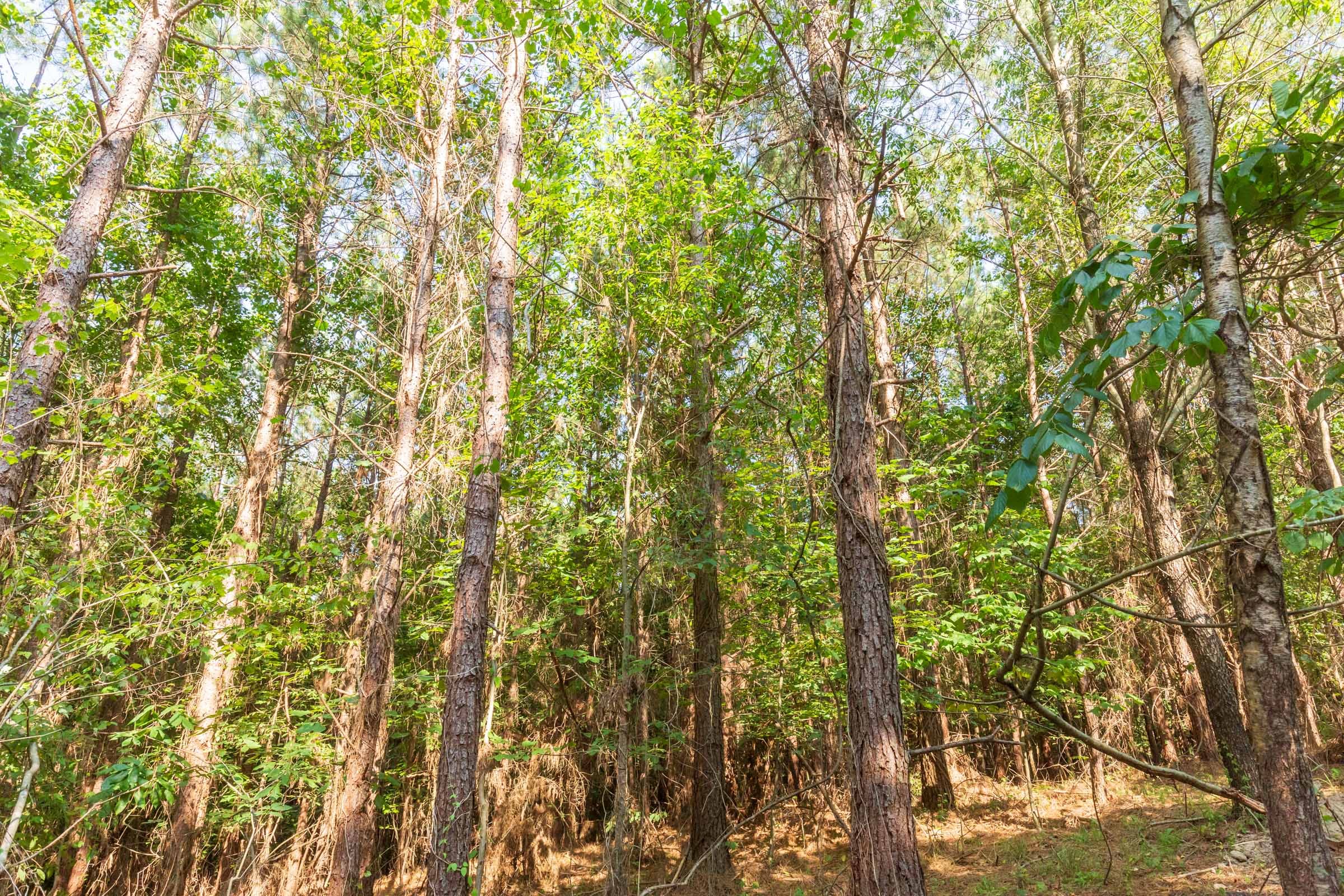 Whiskey Ridge Tract 91 photo 9