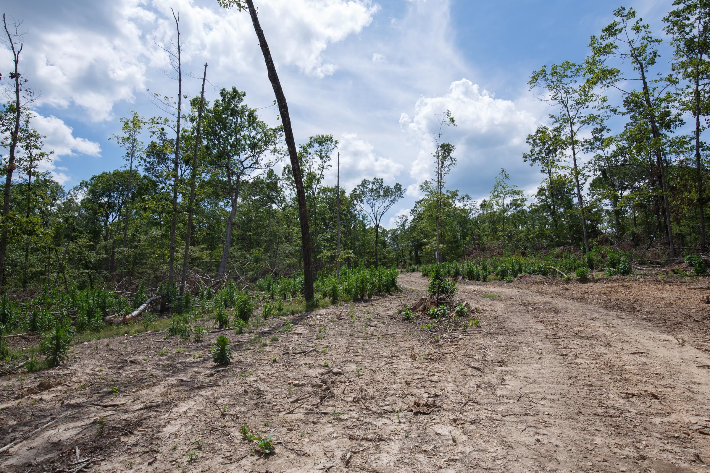 Wildwood Tract 9 photo 11