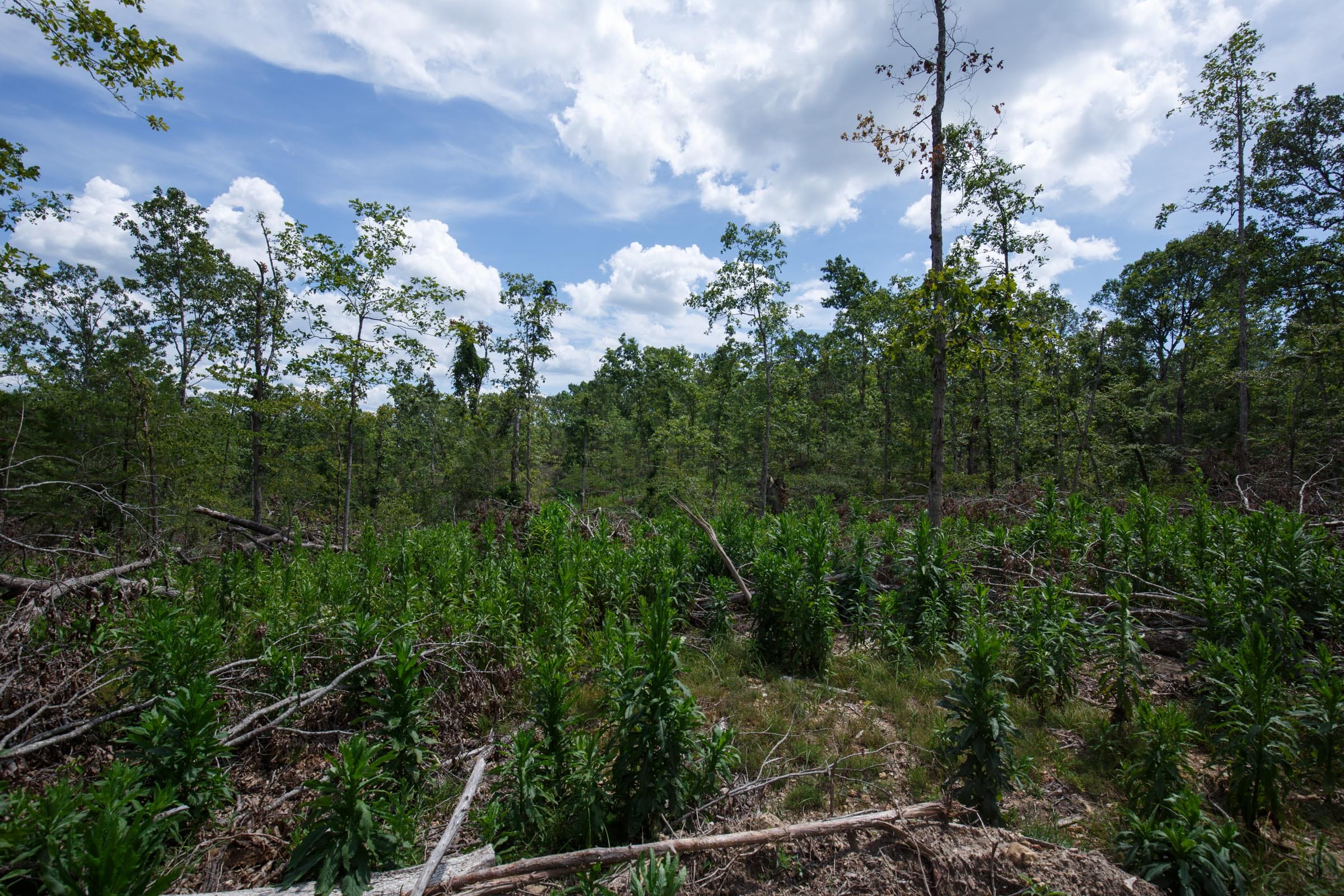 Wildwood Tract 9 photo 13