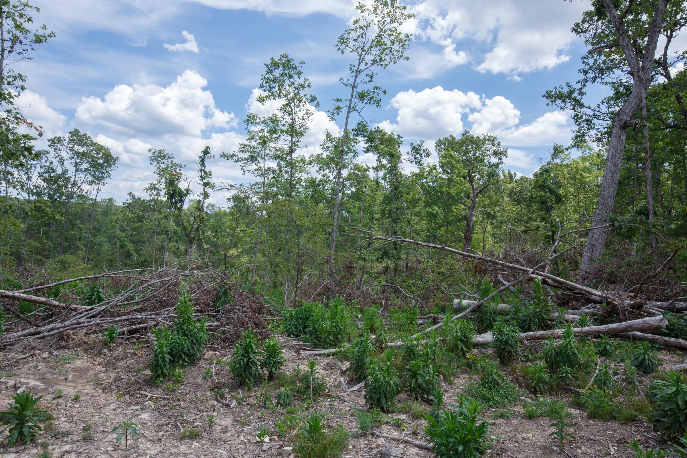 Wildwood Tract 9 photo 12