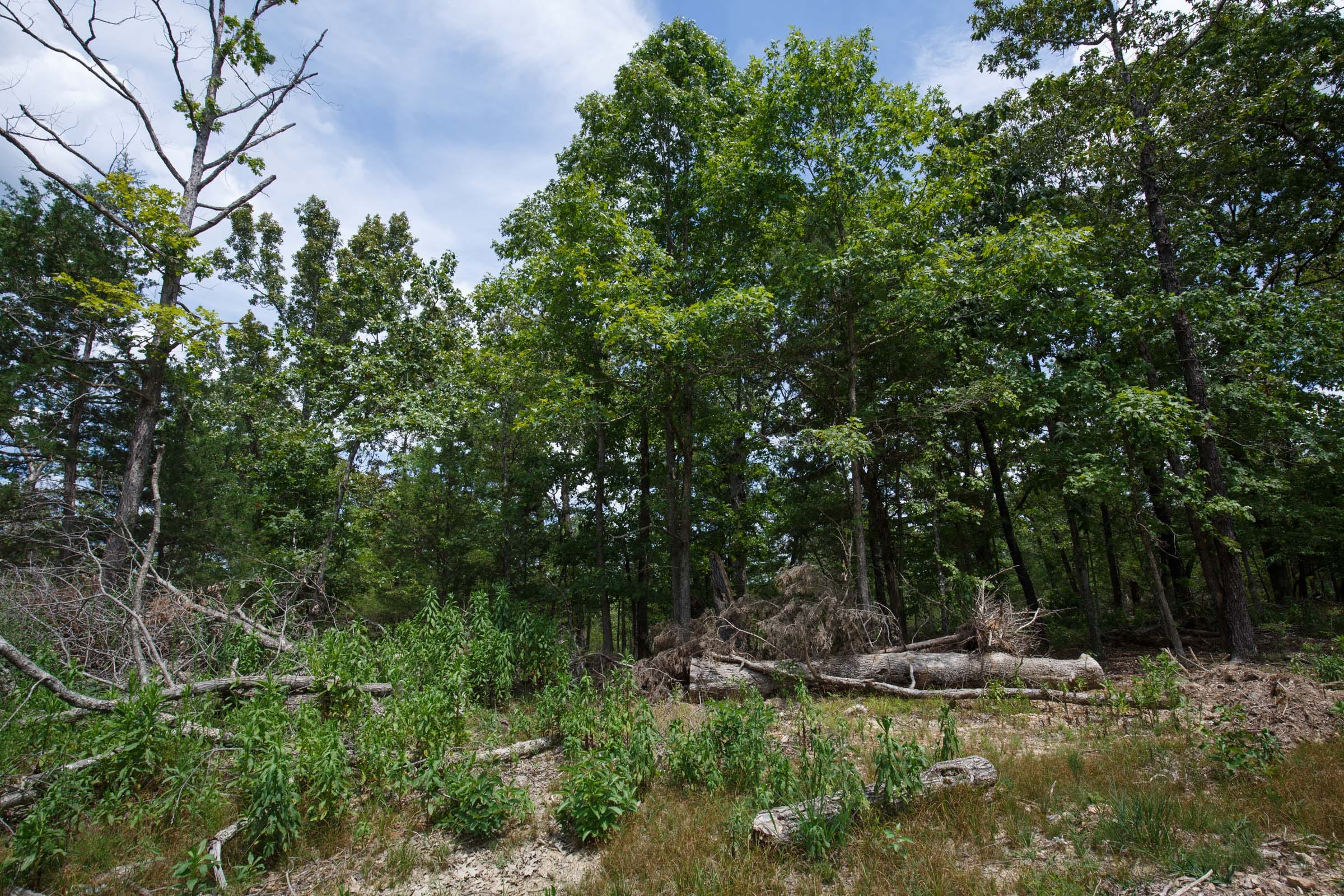 Wildwood Tract 9 photo 5