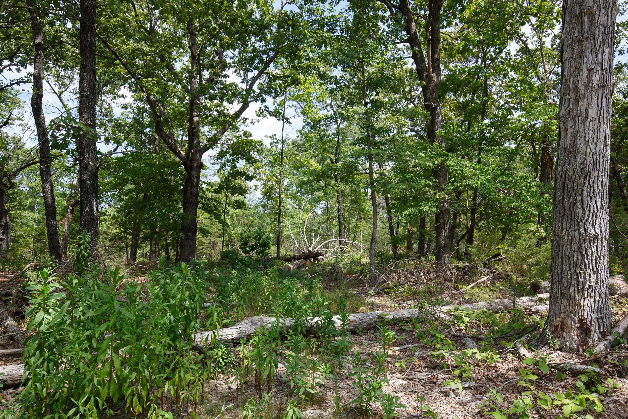 Wildwood Tract 9 photo 3