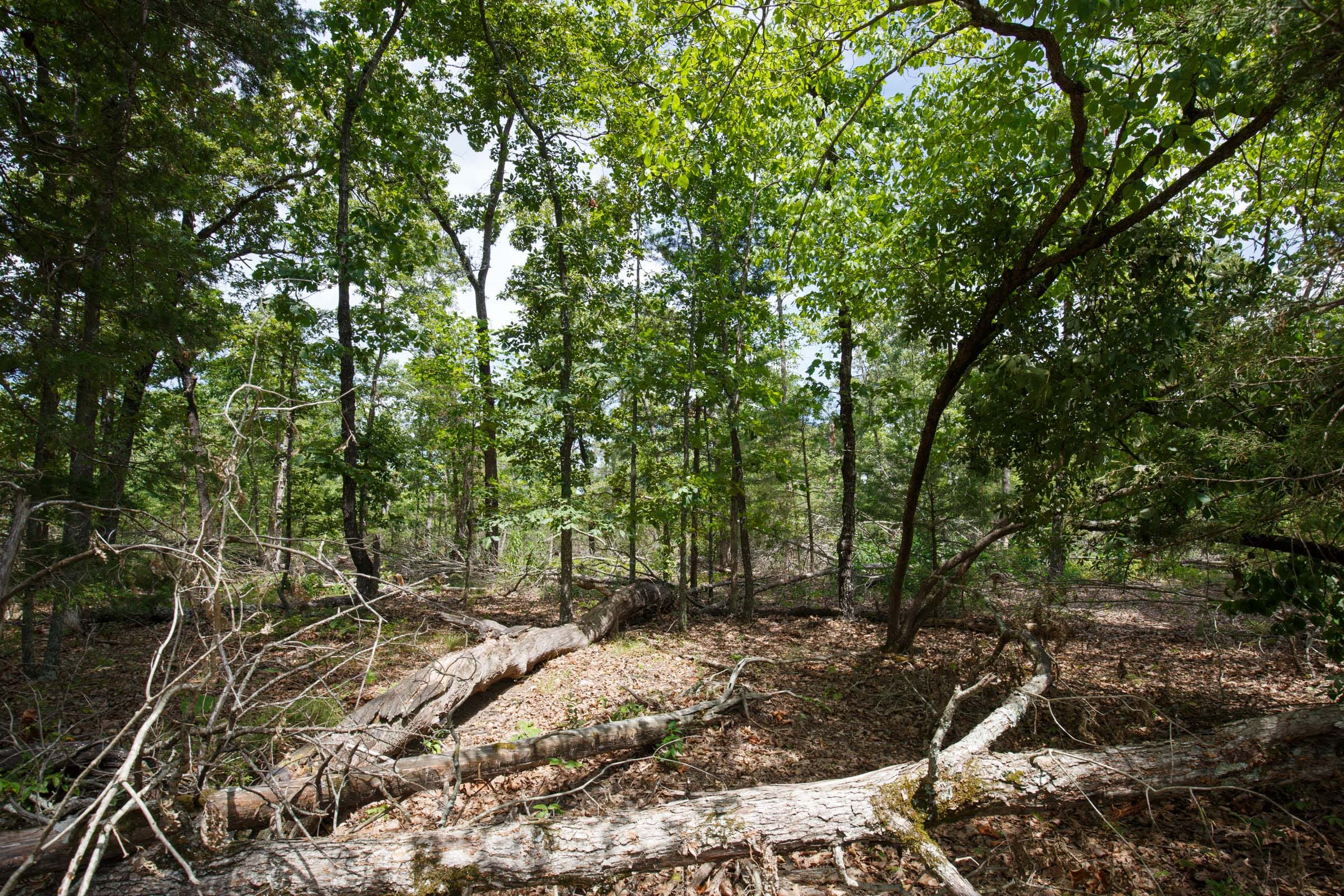 Wildwood Tract 9 photo 2