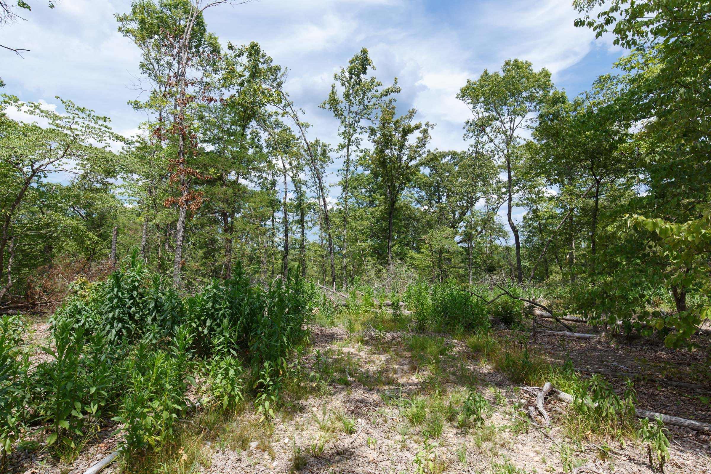 Wildwood Tract 9 photo 6