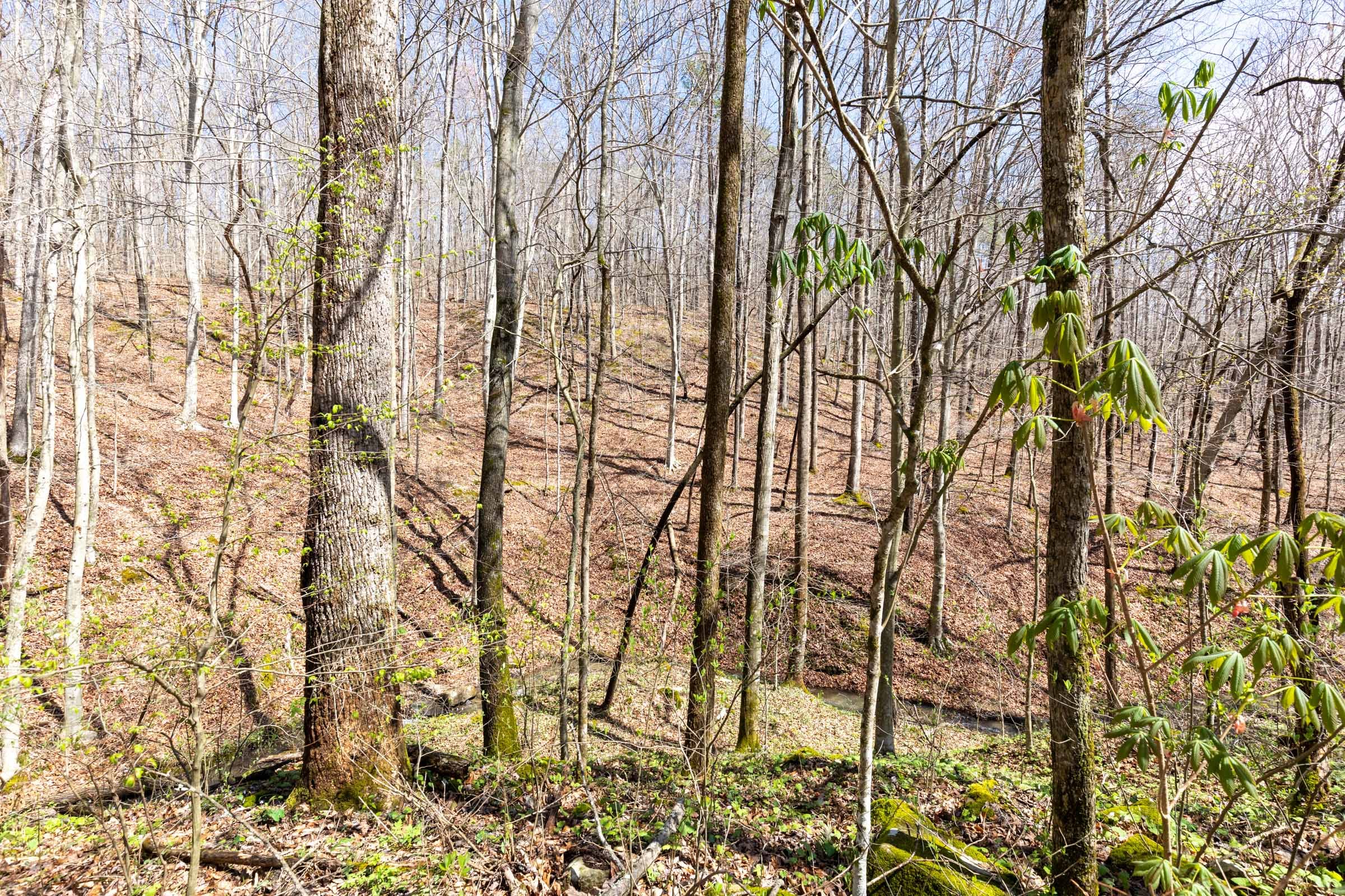 Woodland Heights Tract 19 photo 5