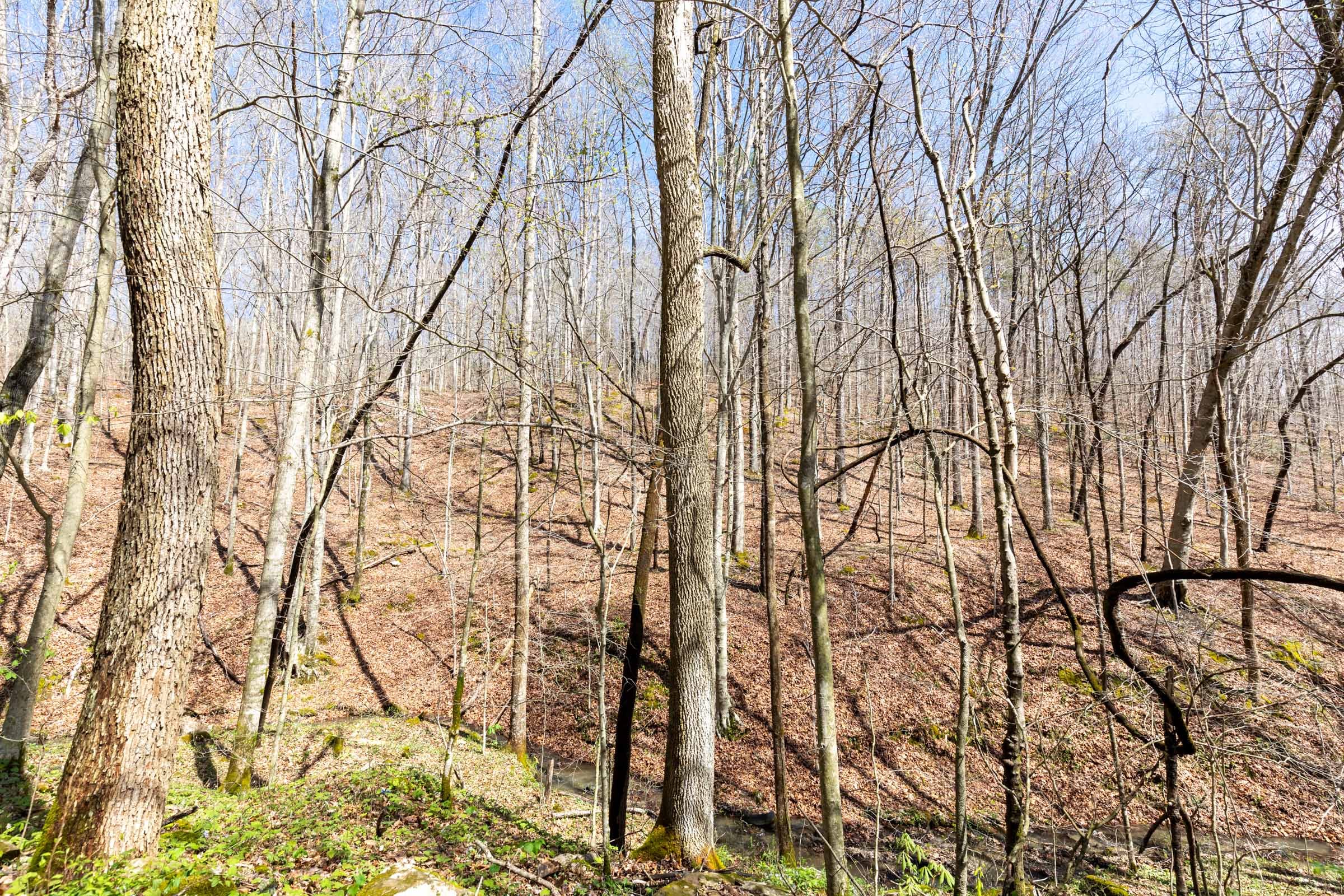 Woodland Heights Tract 19 photo 7