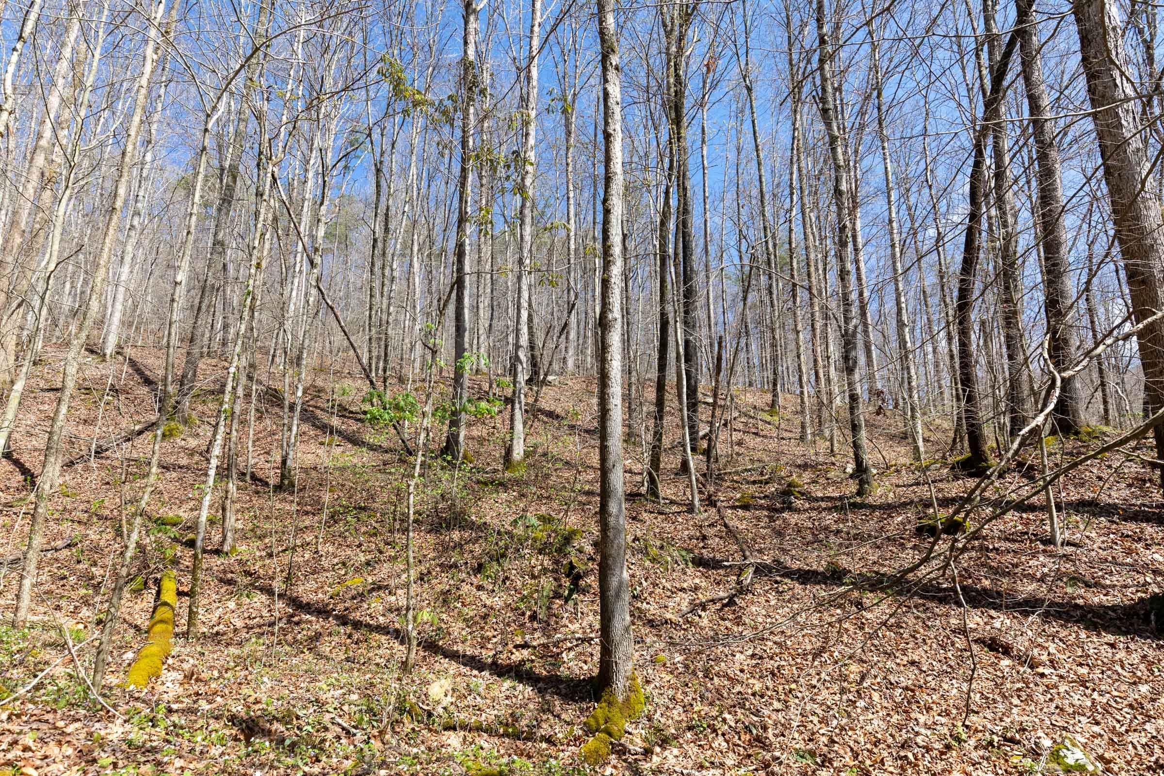 Woodland Heights Tract 19 photo 10