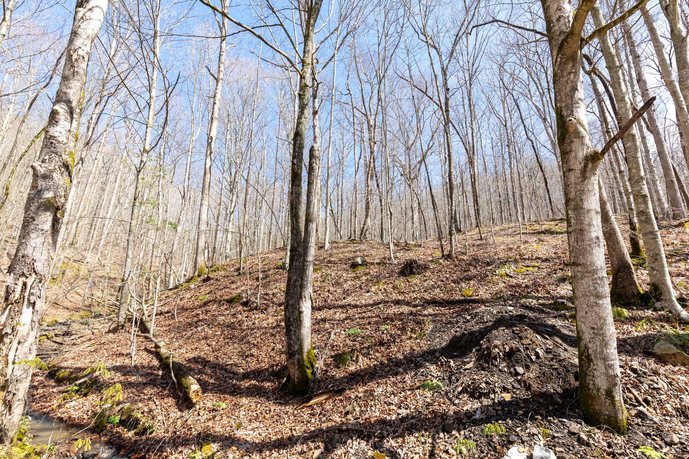 Woodland Heights Tract 19 photo 13