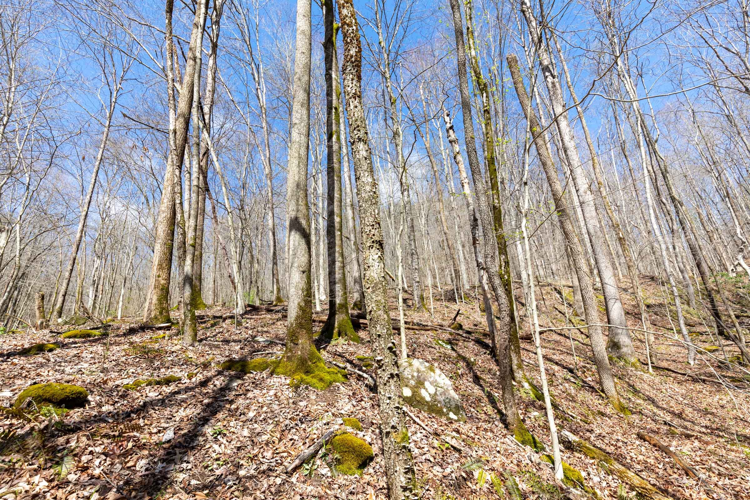 Woodland Heights Tract 19 photo 11