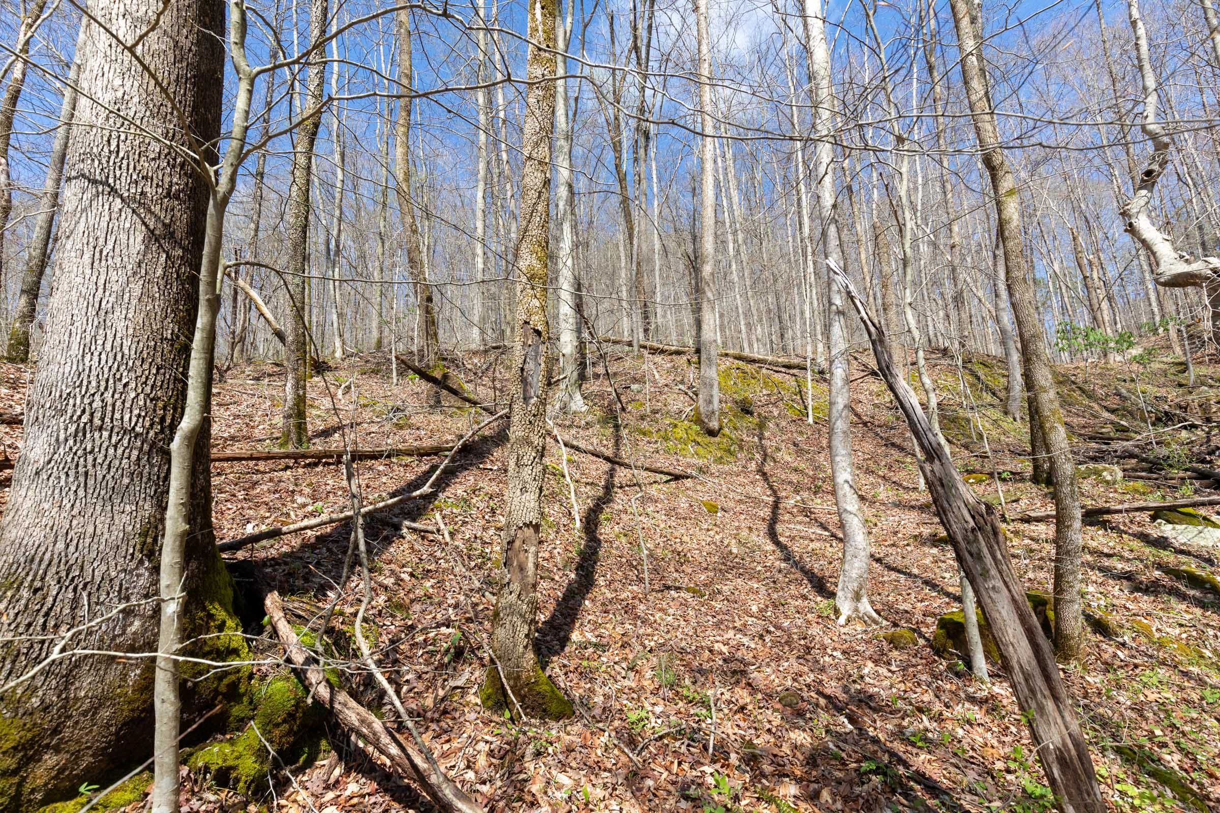 Woodland Heights Tract 19 photo 14