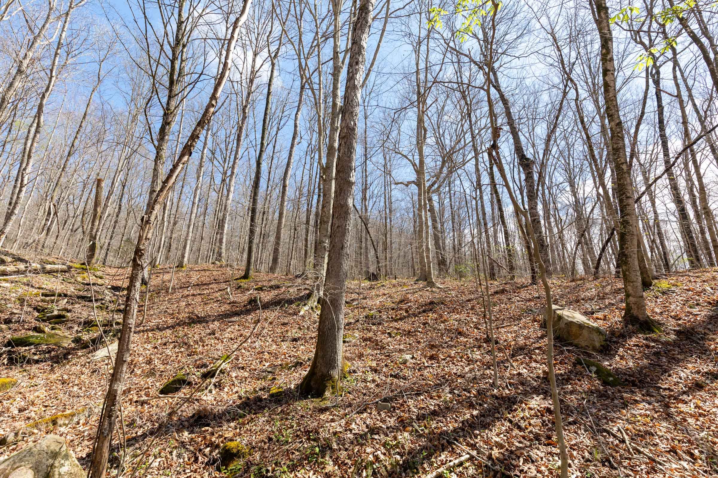 Woodland Heights Tract 19 photo 9