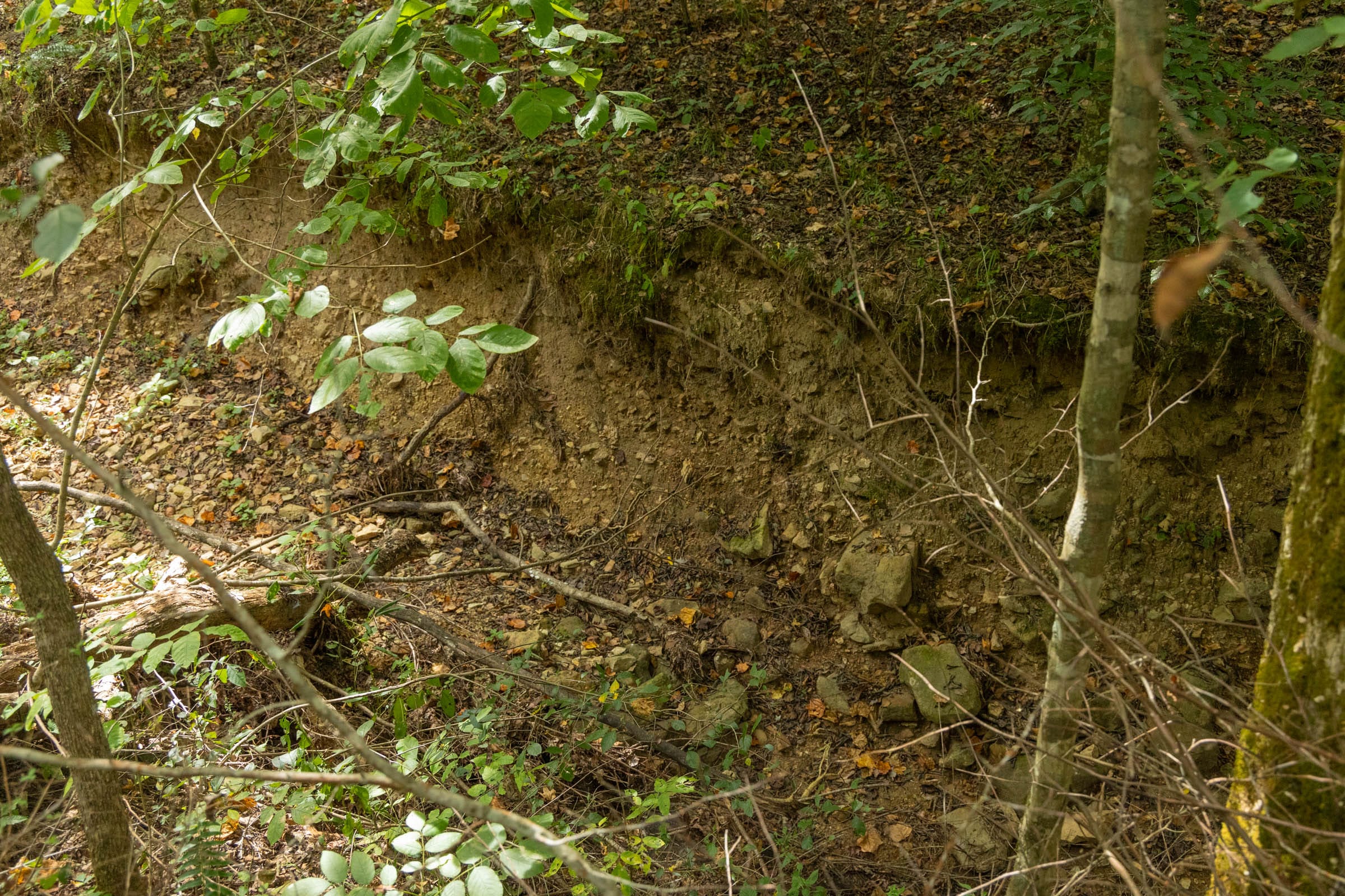 Big White Oak Tract 122 photo 9