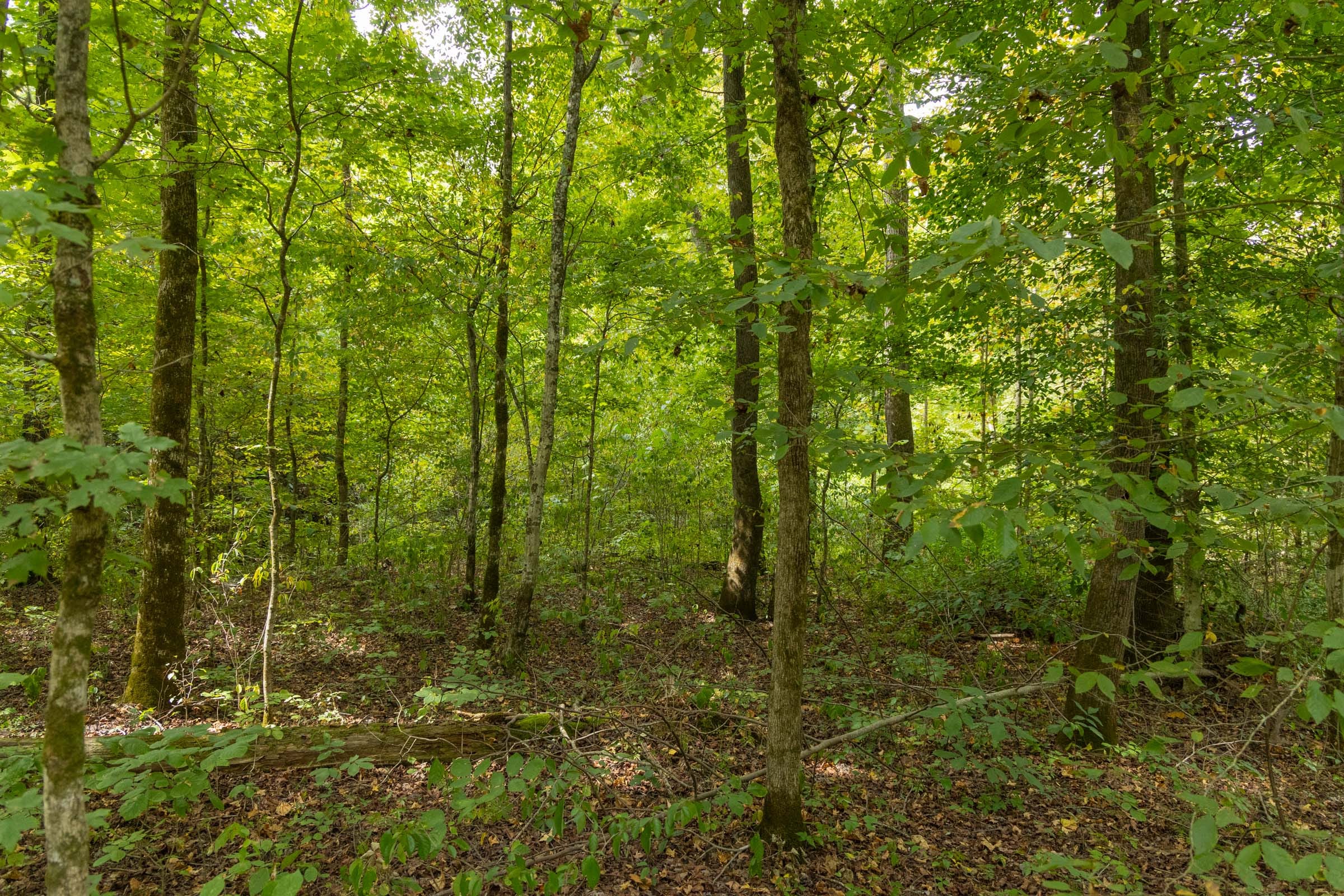 Big White Oak Tract 122 photo 13