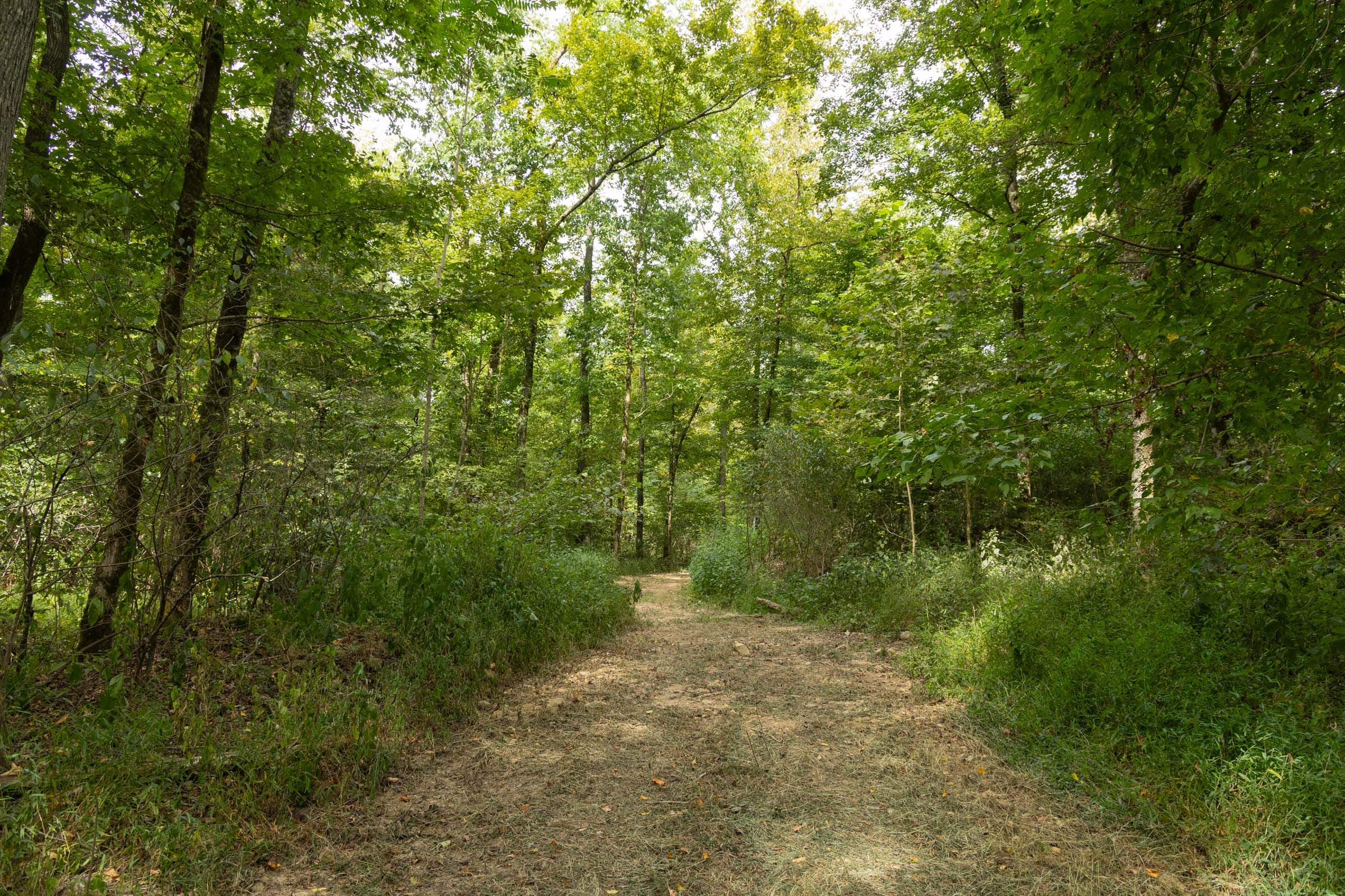 Big White Oak Tract 122 photo 1