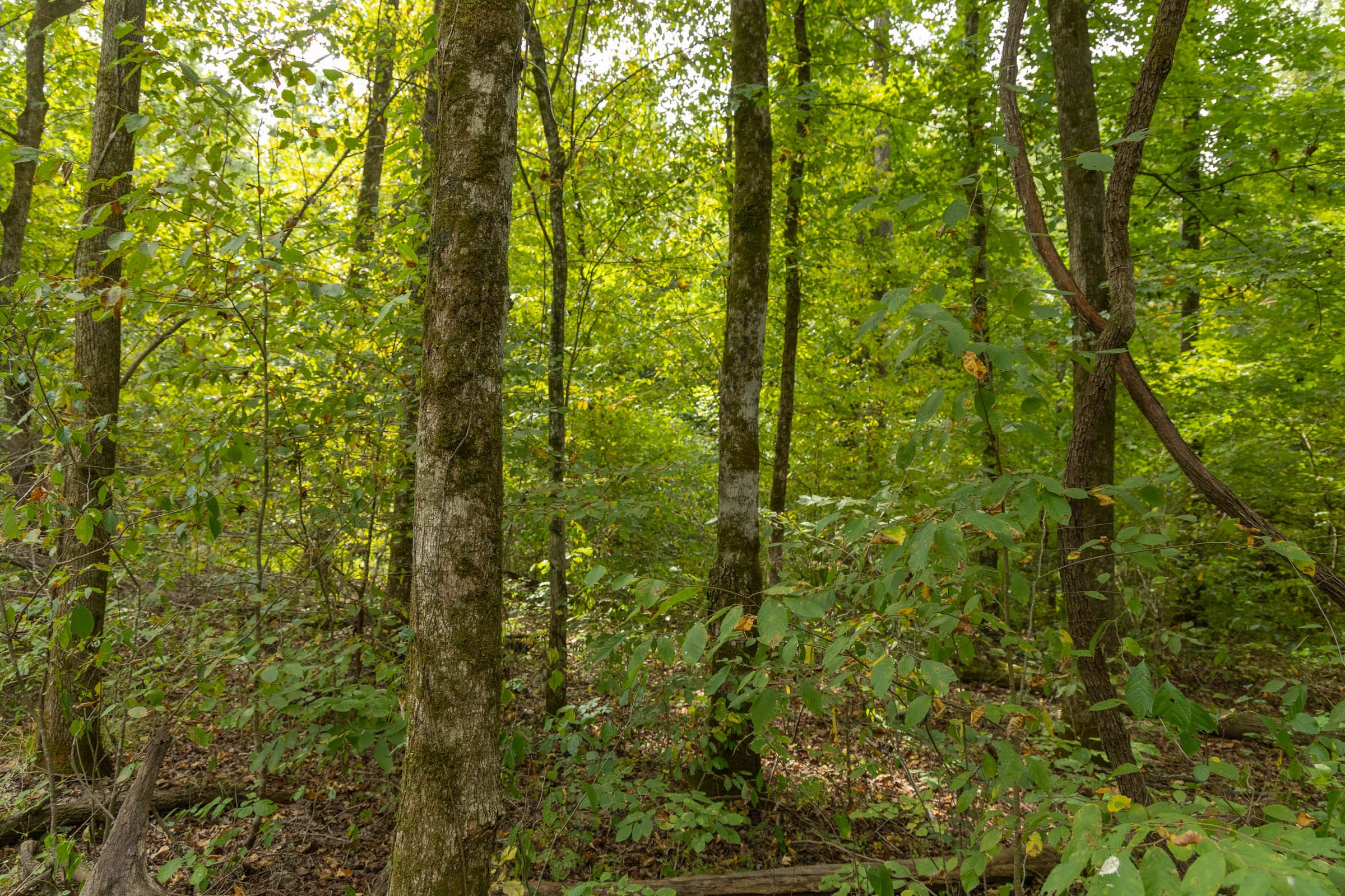 Big White Oak Tract 122 photo 11