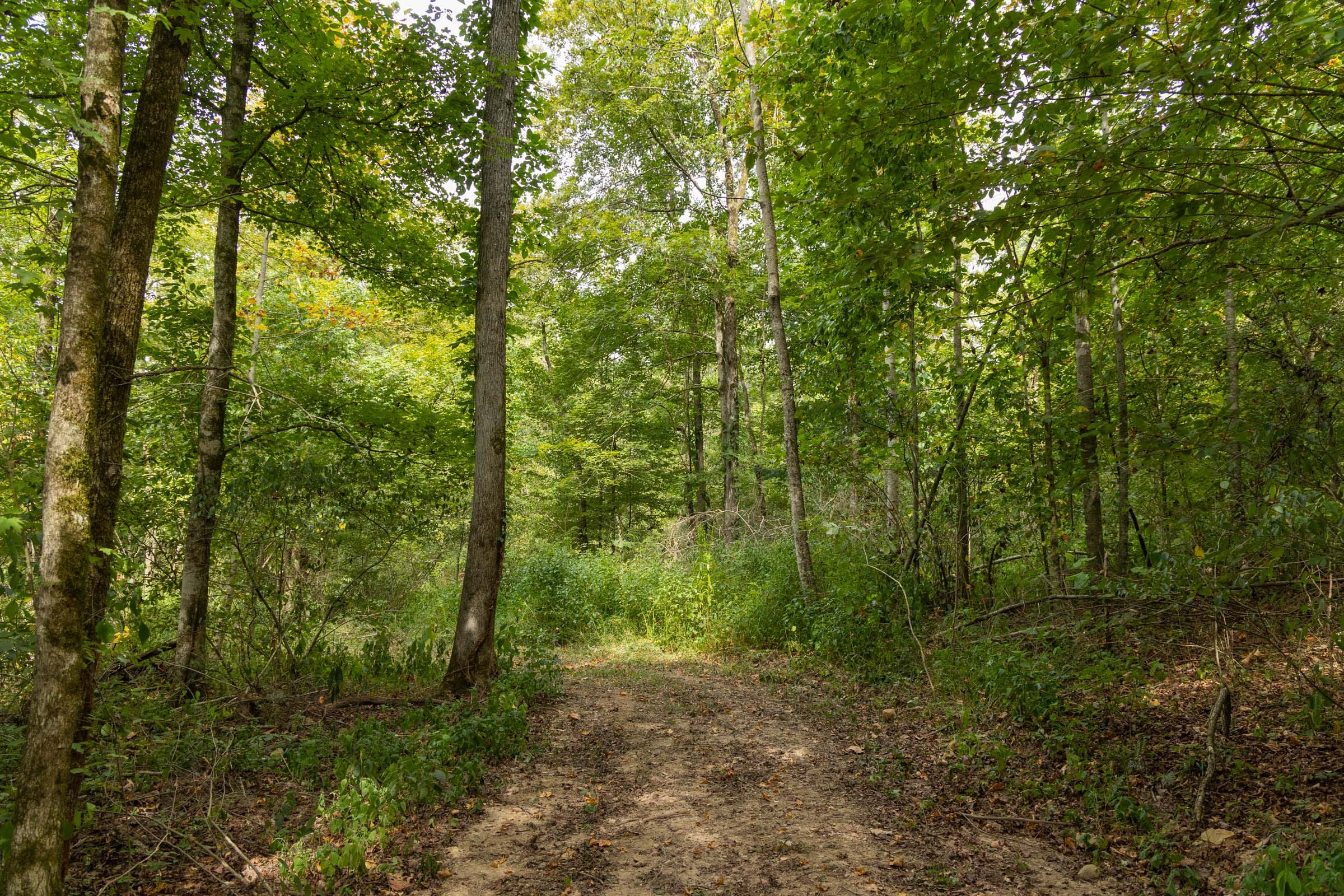 Big White Oak Tract 122 photo 10