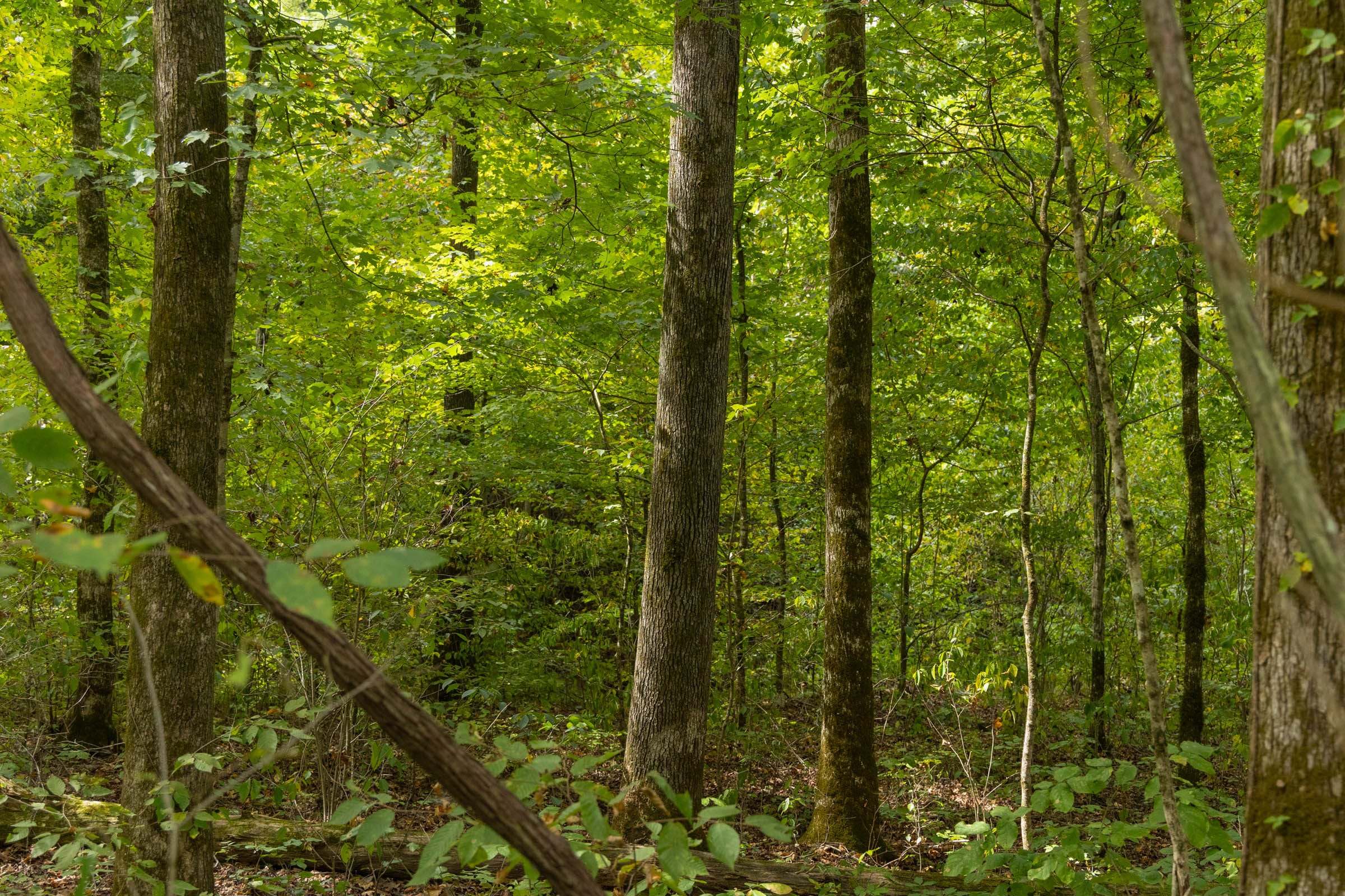 Big White Oak Tract 122 photo 8