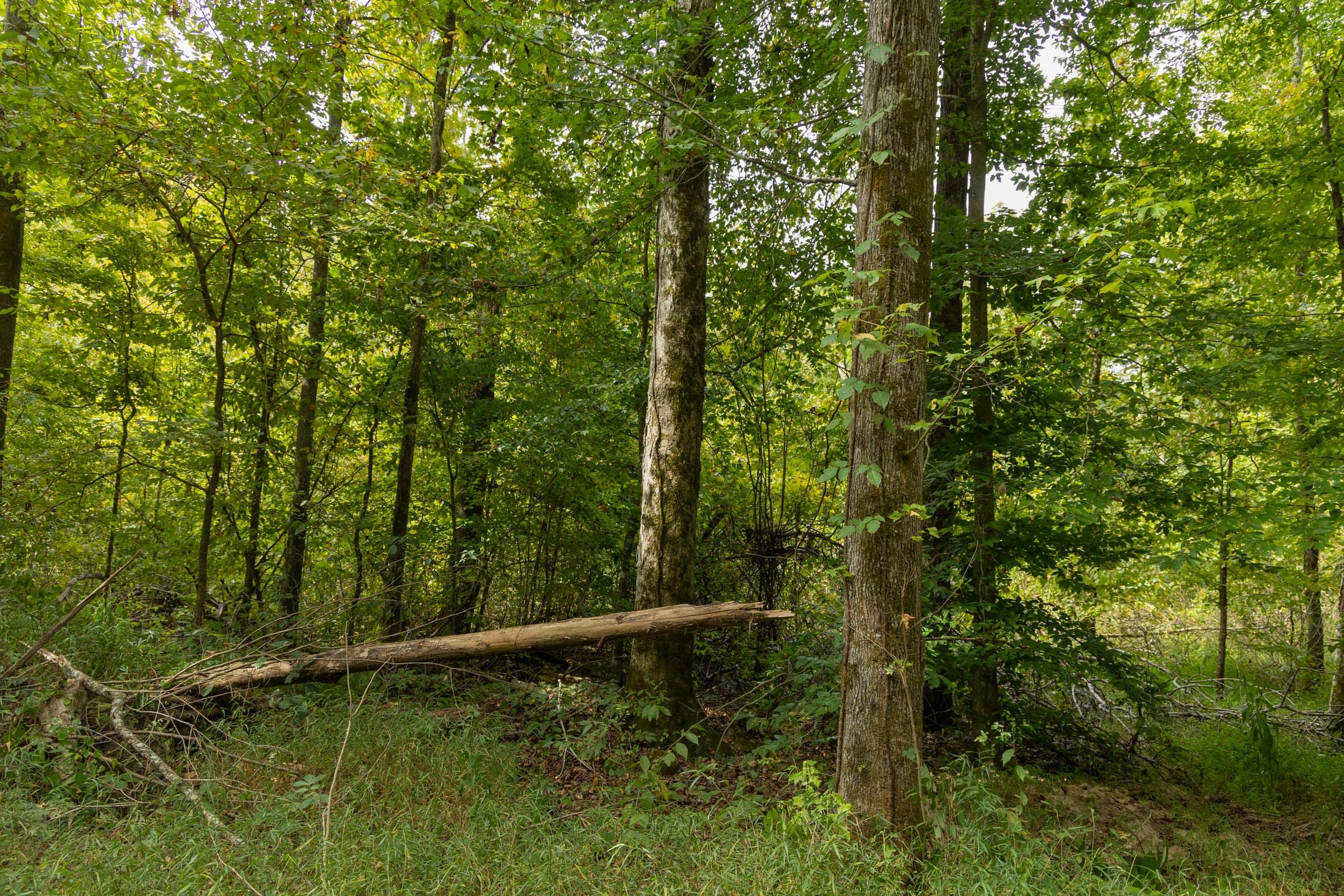 Big White Oak Tract 122 photo 7