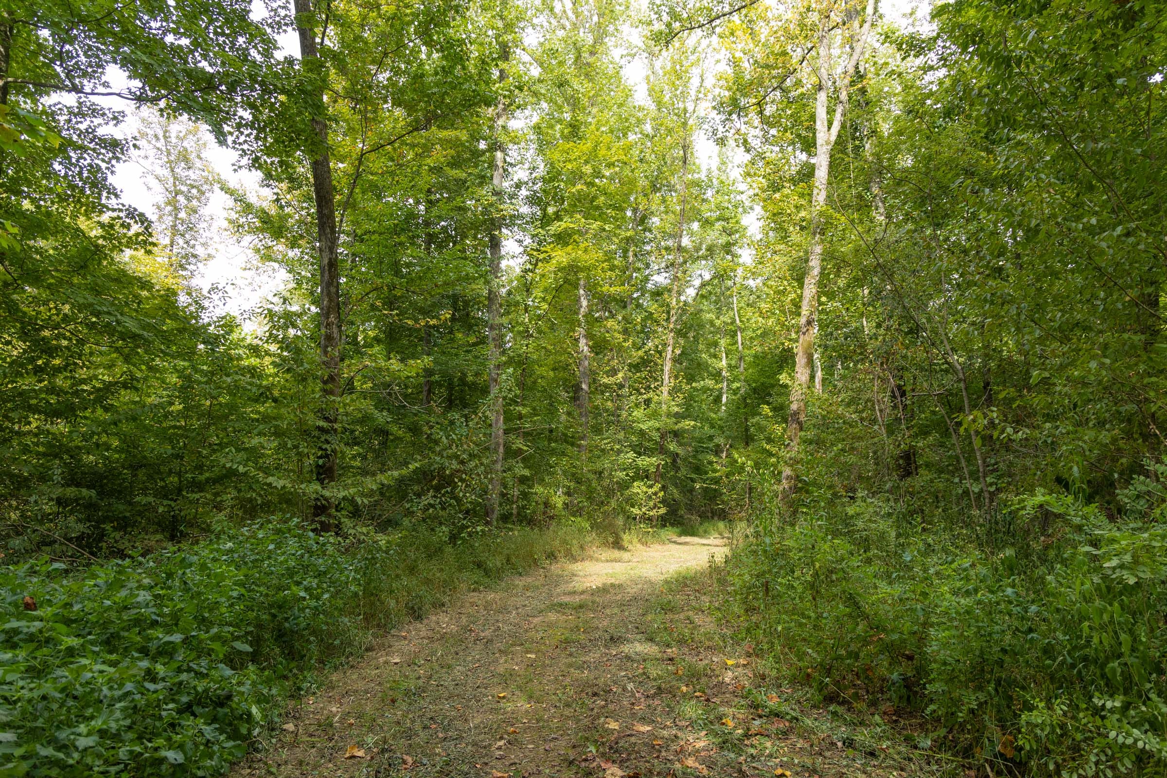 Big White Oak Tract 122 photo 5