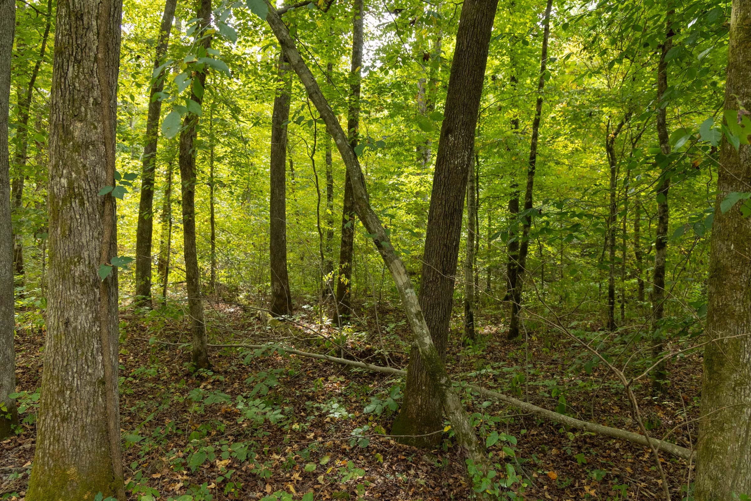 Big White Oak Tract 122 photo 4