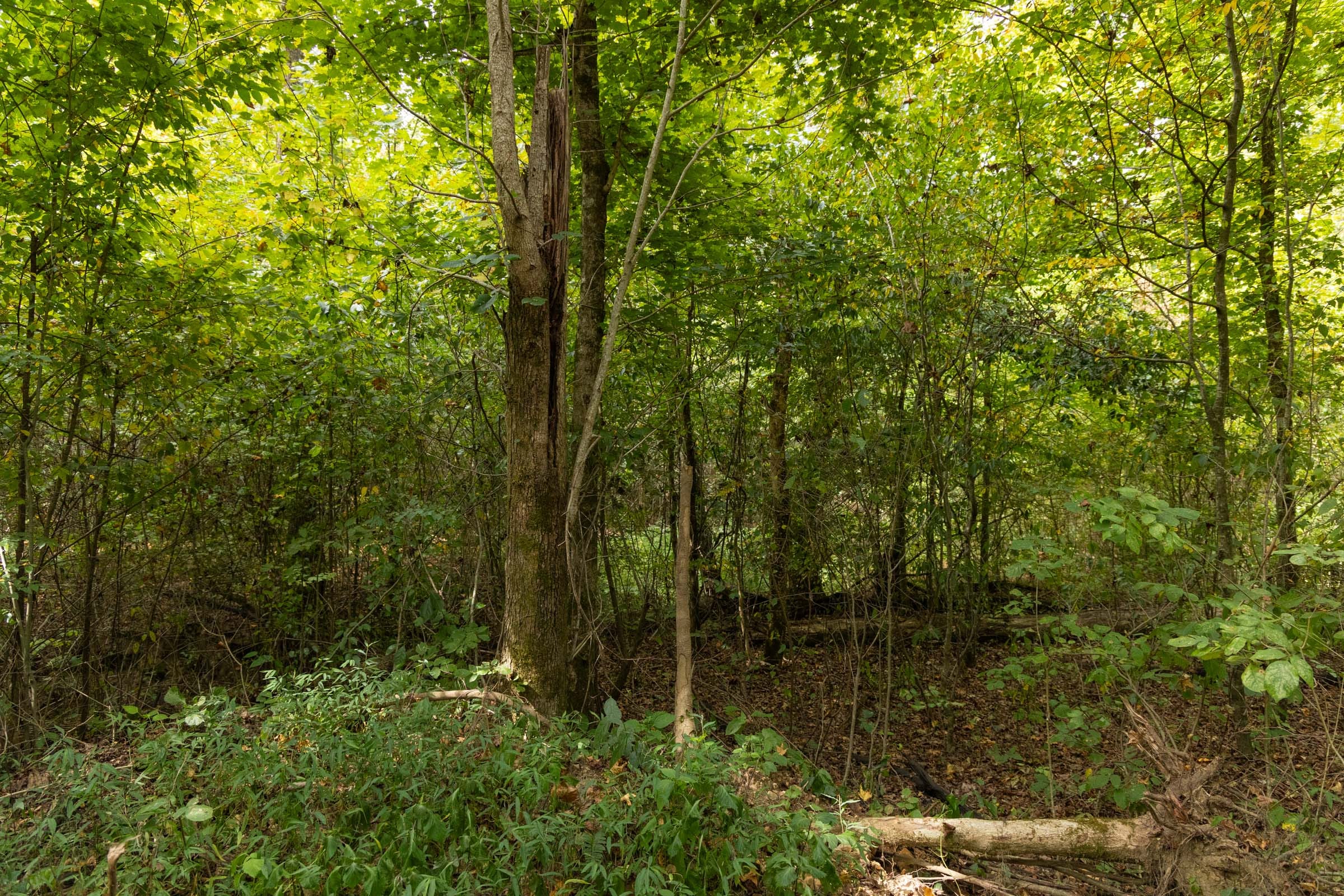 Big White Oak Tract 122 photo 3