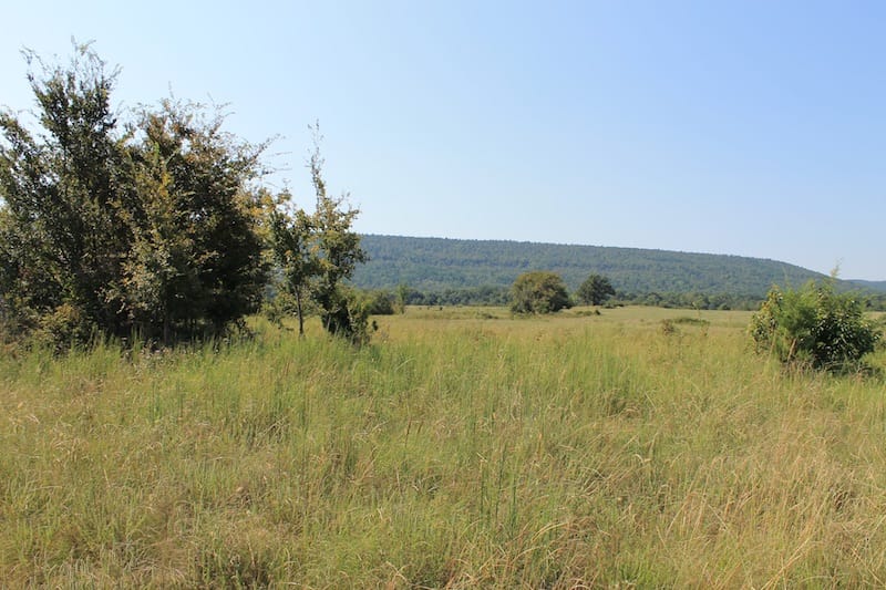 Daisy Meadows Tract 25 photo 3