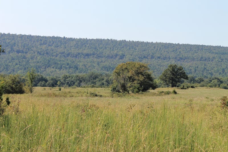 Daisy Meadows Tract 25 photo 6